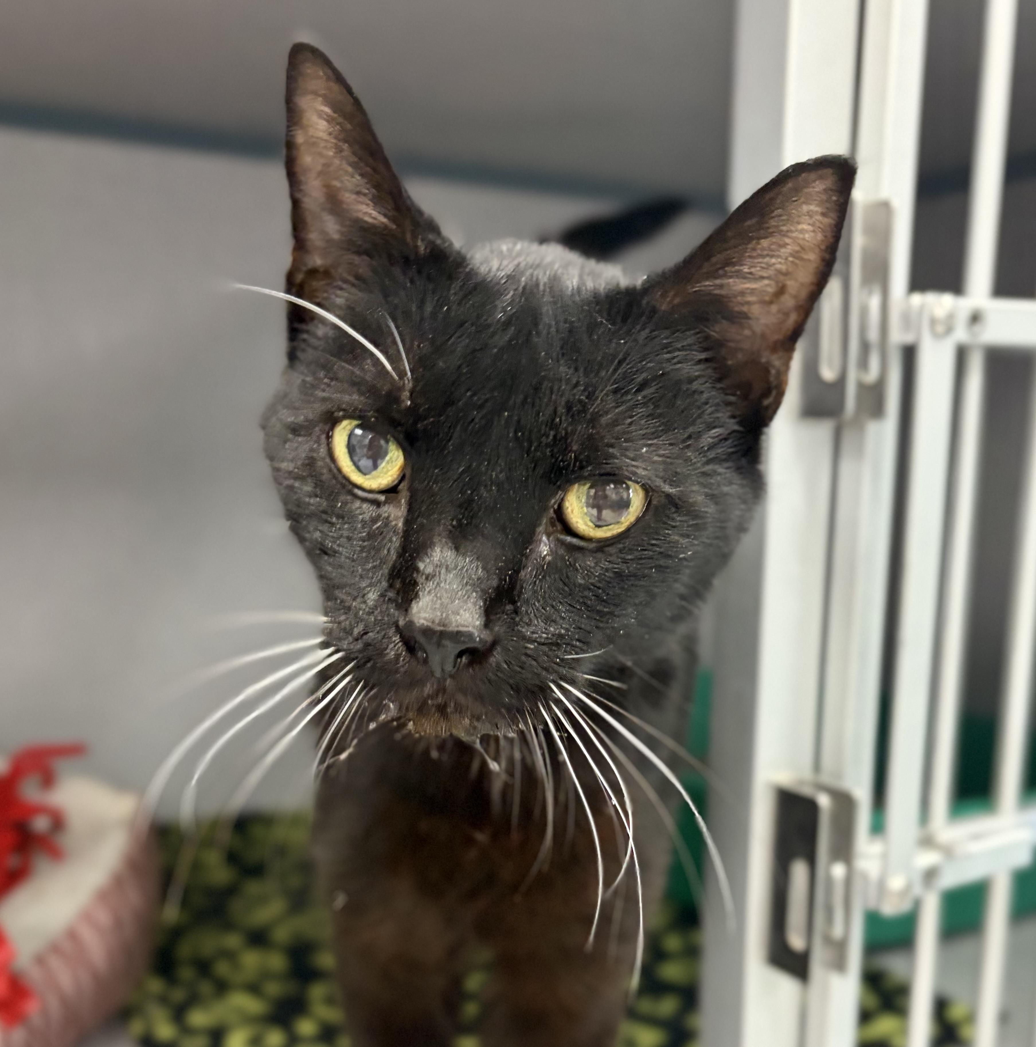 Enlarge Coal, a Adoptable Domestic Short Hair in Bardstown, KY image 2/5