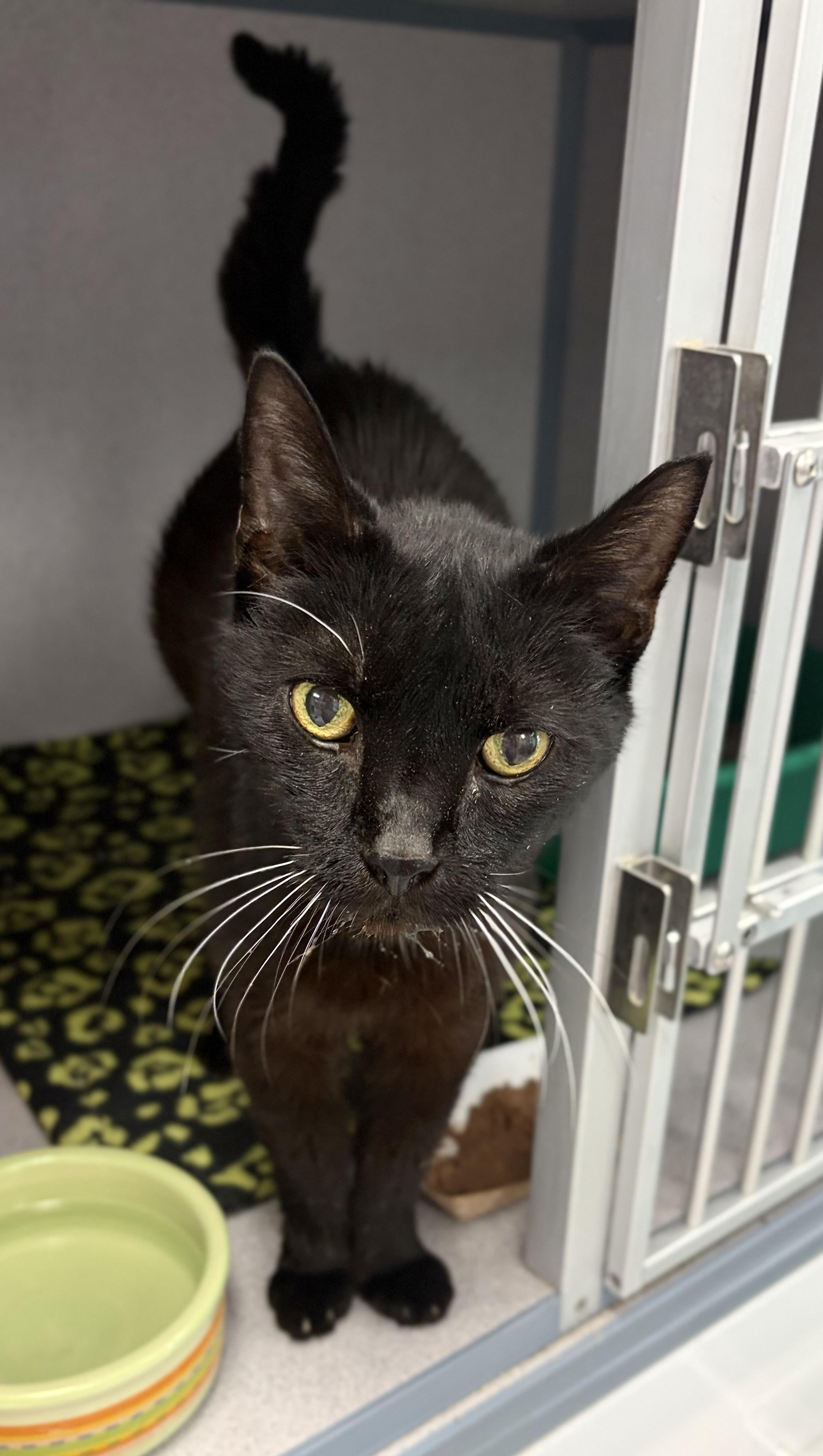 Enlarge Coal, a Adoptable Domestic Short Hair in Bardstown, KY image 4/5