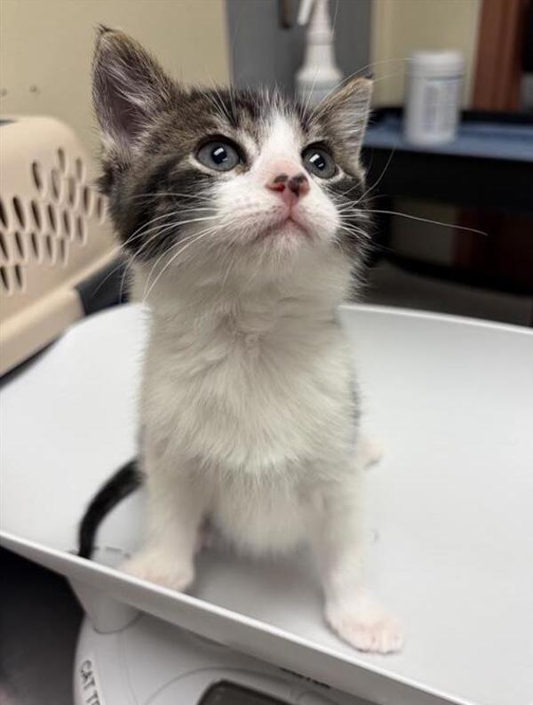 Minnie the Moocher, Adoptable, Kitten Female Domestic Medium Hair.