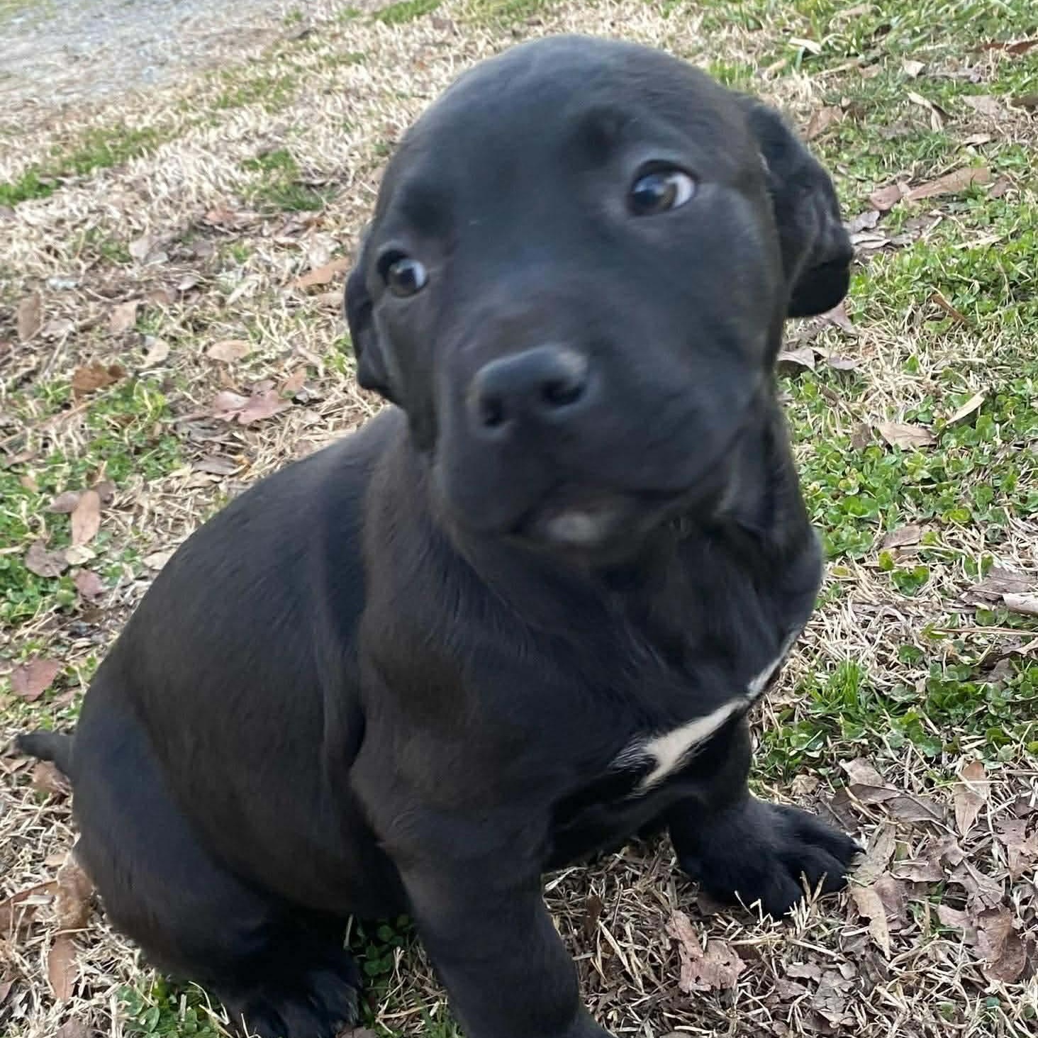 Nemo, adoptable, Puppy Male American Bully & Labrador Retriever.