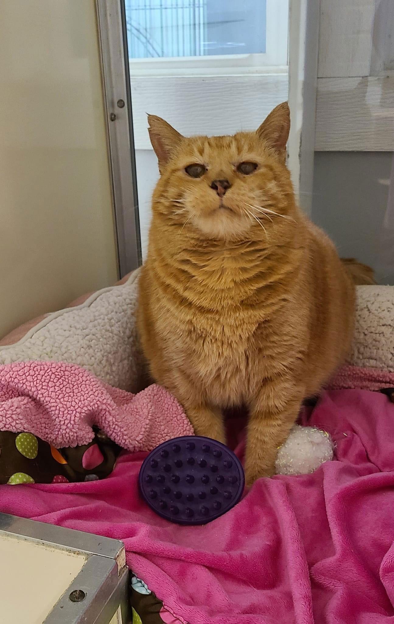 Enlarge Tink, a Adoptable Domestic Short Hair in Cedar Rapids, IA image 2/6