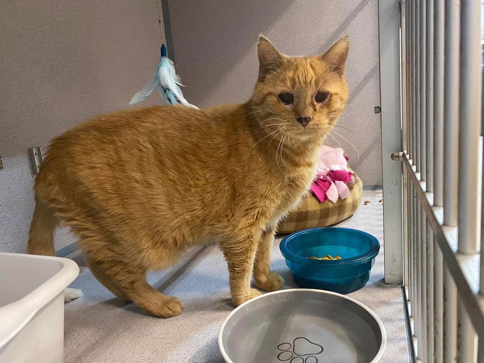 Enlarge Tink, a Adoptable Domestic Short Hair in Cedar Rapids, IA image 3/6