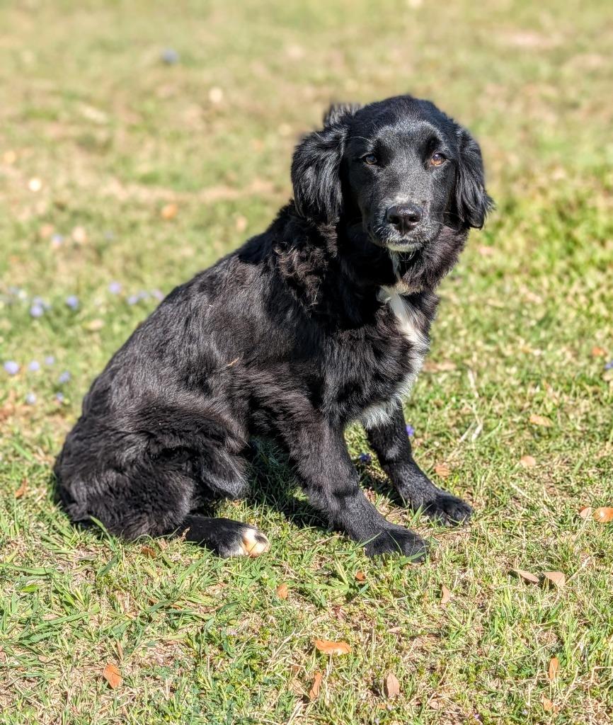 Luna (Daisy), Adopted, Puppy Female Border Collie.