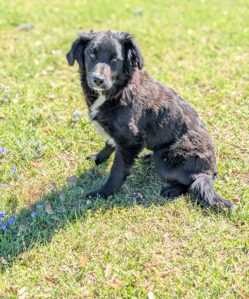 Enlarge Luna (Daisy), a Adopted Border Collie in Arlington, TX image 2/4