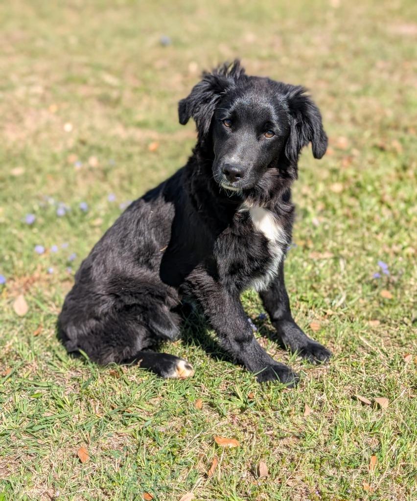 Enlarge Luna (Daisy), a Adopted Border Collie in Arlington, TX image 3/4