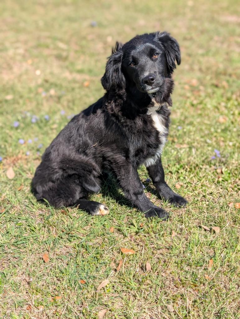 Enlarge Luna (Daisy), a Adopted Border Collie in Arlington, TX image 4/4