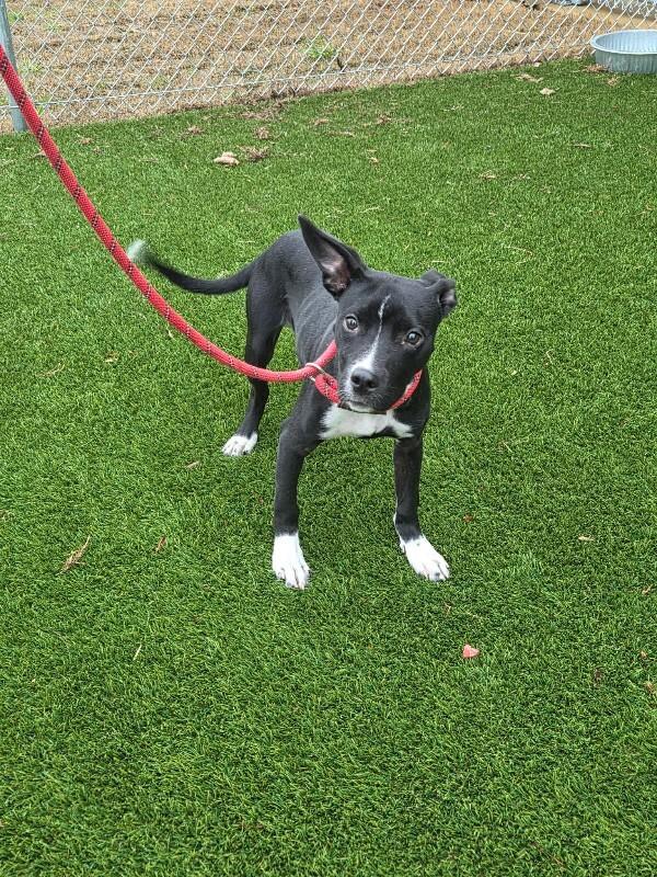 Keiko, Adoptable, Adult Female Mixed Breed.