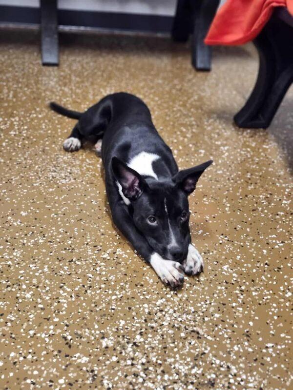 Enlarge Keiko, a Adoptable Mixed Breed in Jackson, TN image 3/6