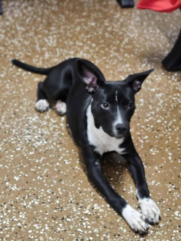 Enlarge Keiko, a Adoptable Mixed Breed in Jackson, TN image 4/6