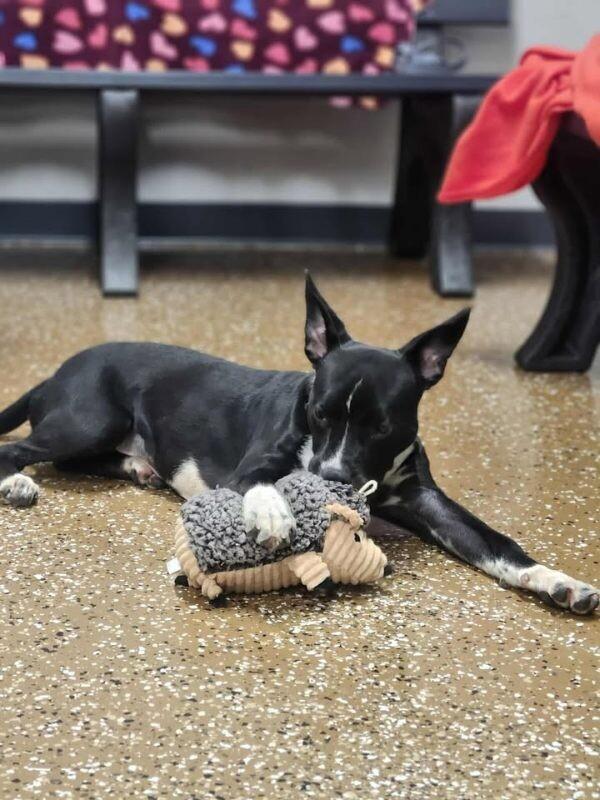 Enlarge Keiko, a Adoptable Mixed Breed in Jackson, TN image 5/6