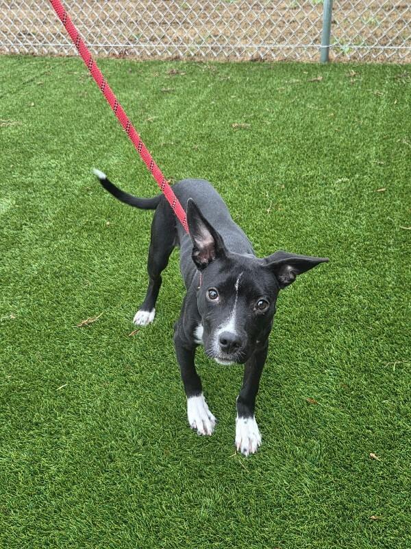 Enlarge Keiko, a Adoptable Mixed Breed in Jackson, TN image 6/6