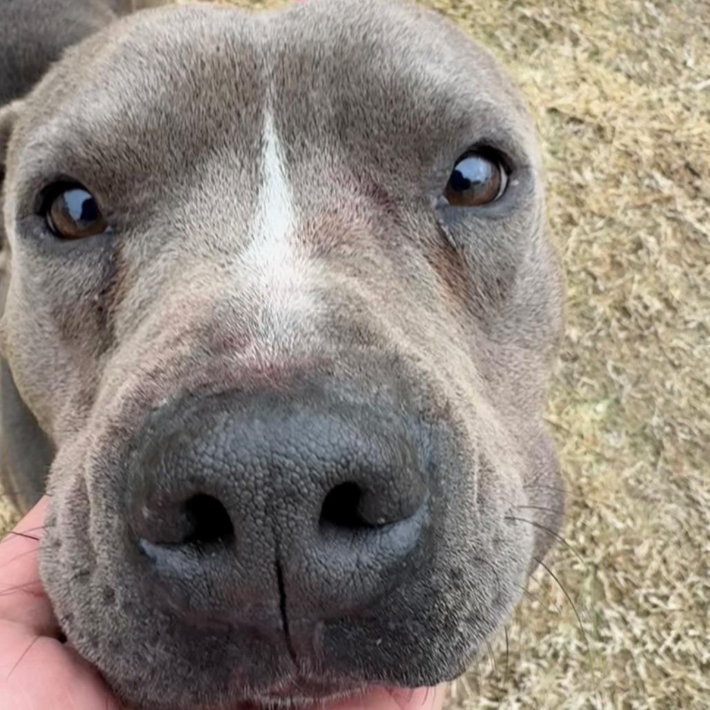 Milo (Goat), Adoptable, Adult Male Pit Bull Terrier.