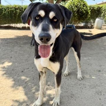 Gregory, Adoptable, Adult Male Rottweiler & Mixed Breed.