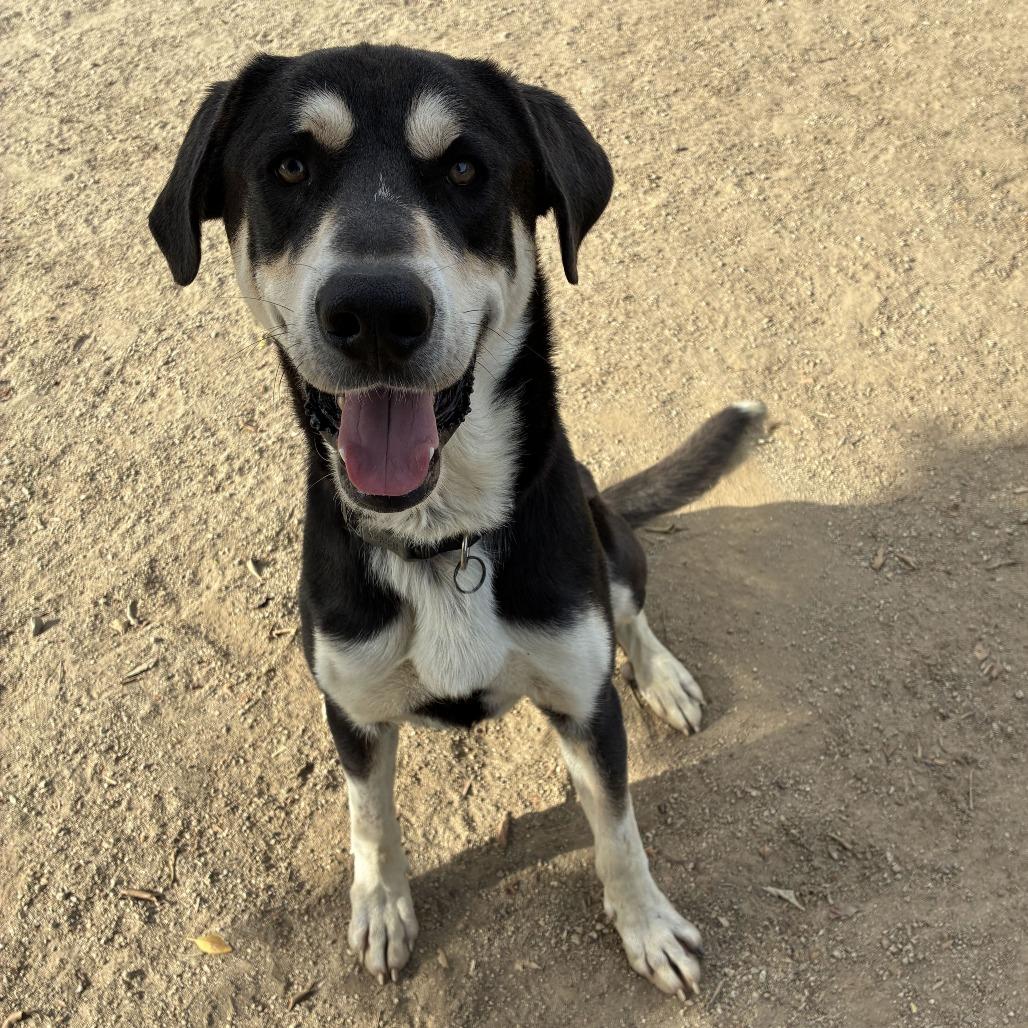 Enlarge Gregory, a Adoptable mixed breed in Riverside, CA image 2/6