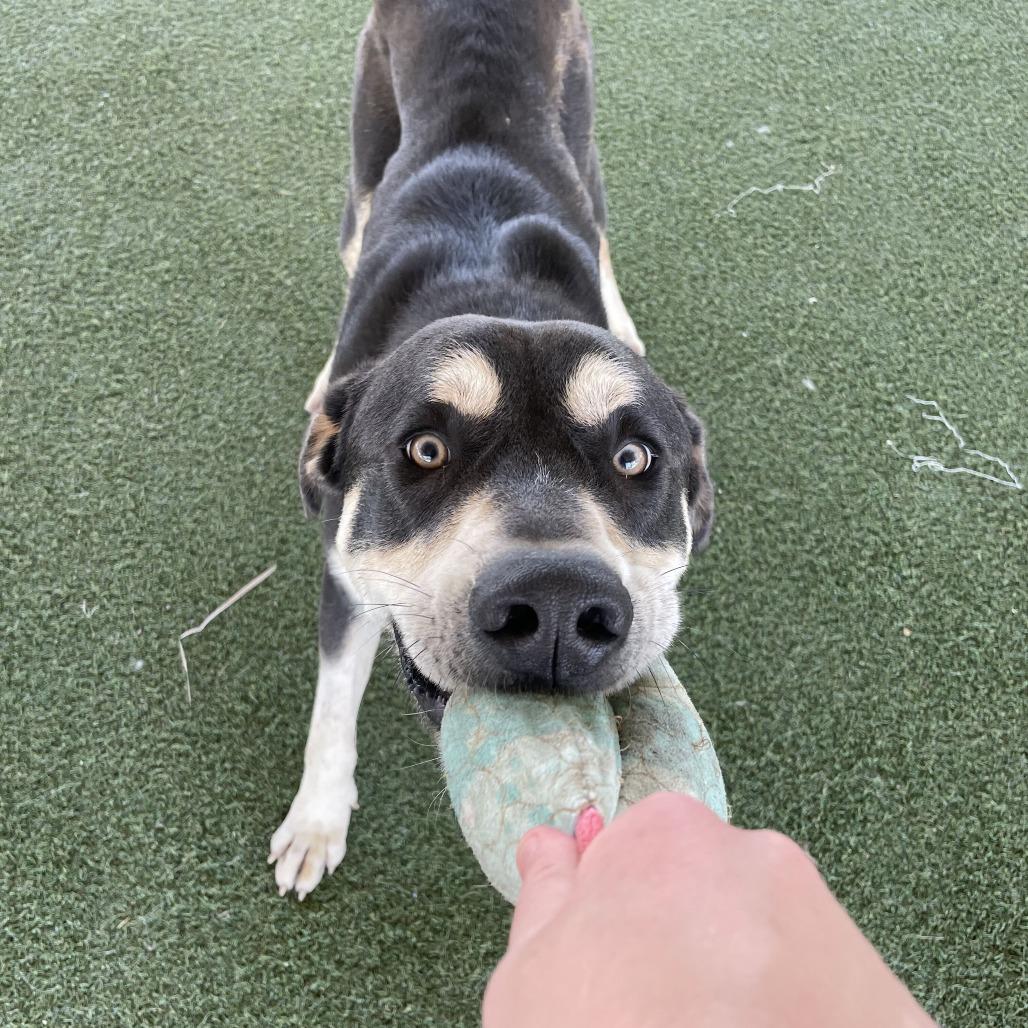 Enlarge Gregory, a Adoptable mixed breed in Riverside, CA image 3/6