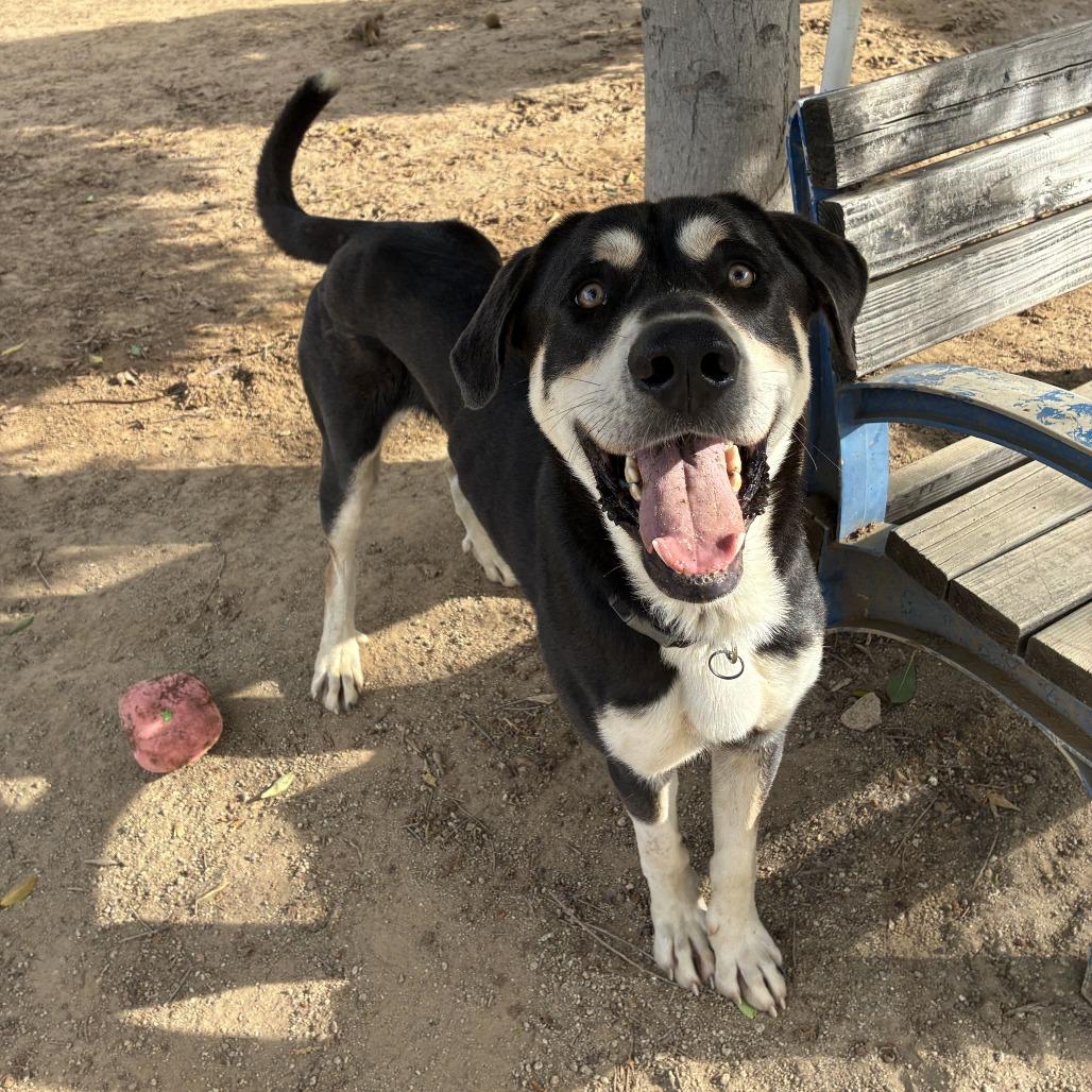 Enlarge Gregory, a Adoptable mixed breed in Riverside, CA image 4/6