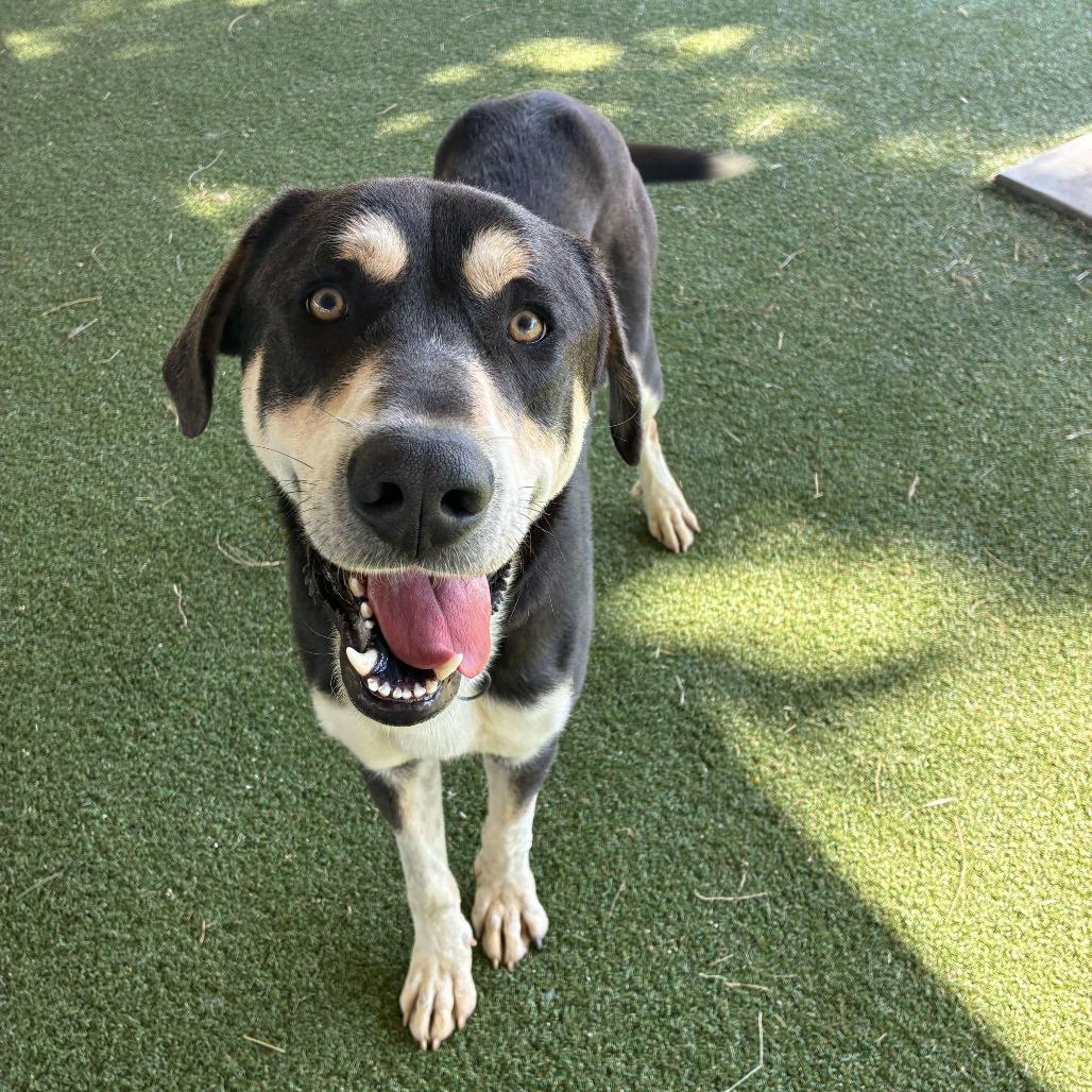 Enlarge Gregory, a Adoptable mixed breed in Riverside, CA image 5/6
