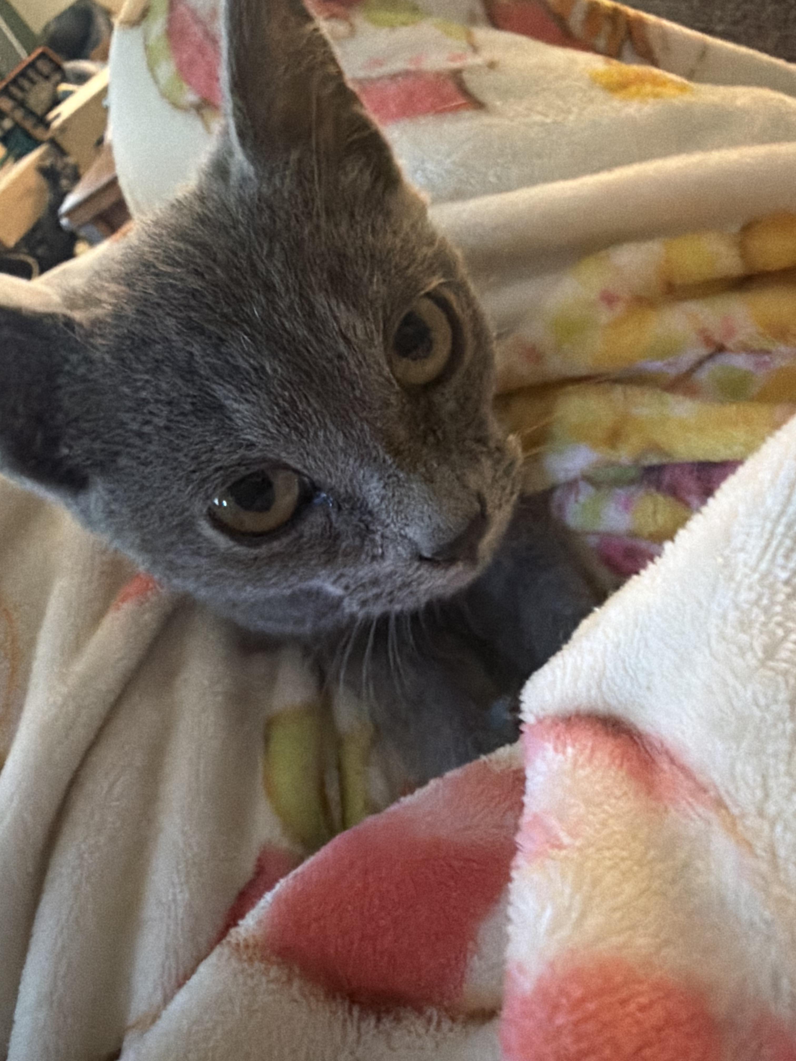 Blackbeard, adopted, Kitten Male Russian Blue & Domestic Short Hair.