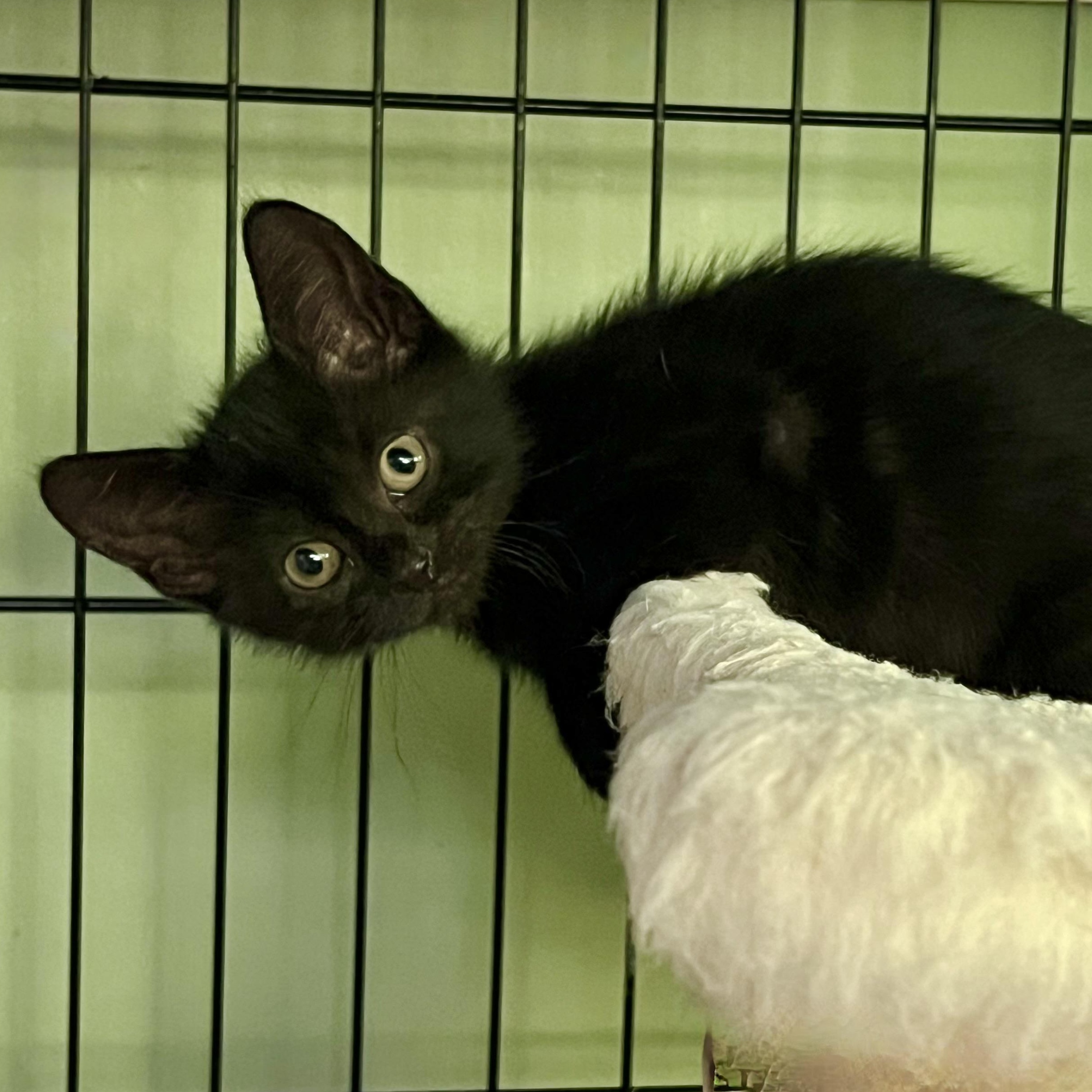 Ghost, adopted, Kitten Male Domestic Short Hair.