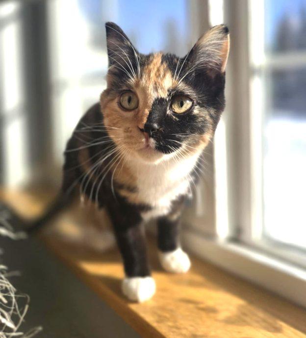 Annie, ADOPTABLE, Young Female Calico.