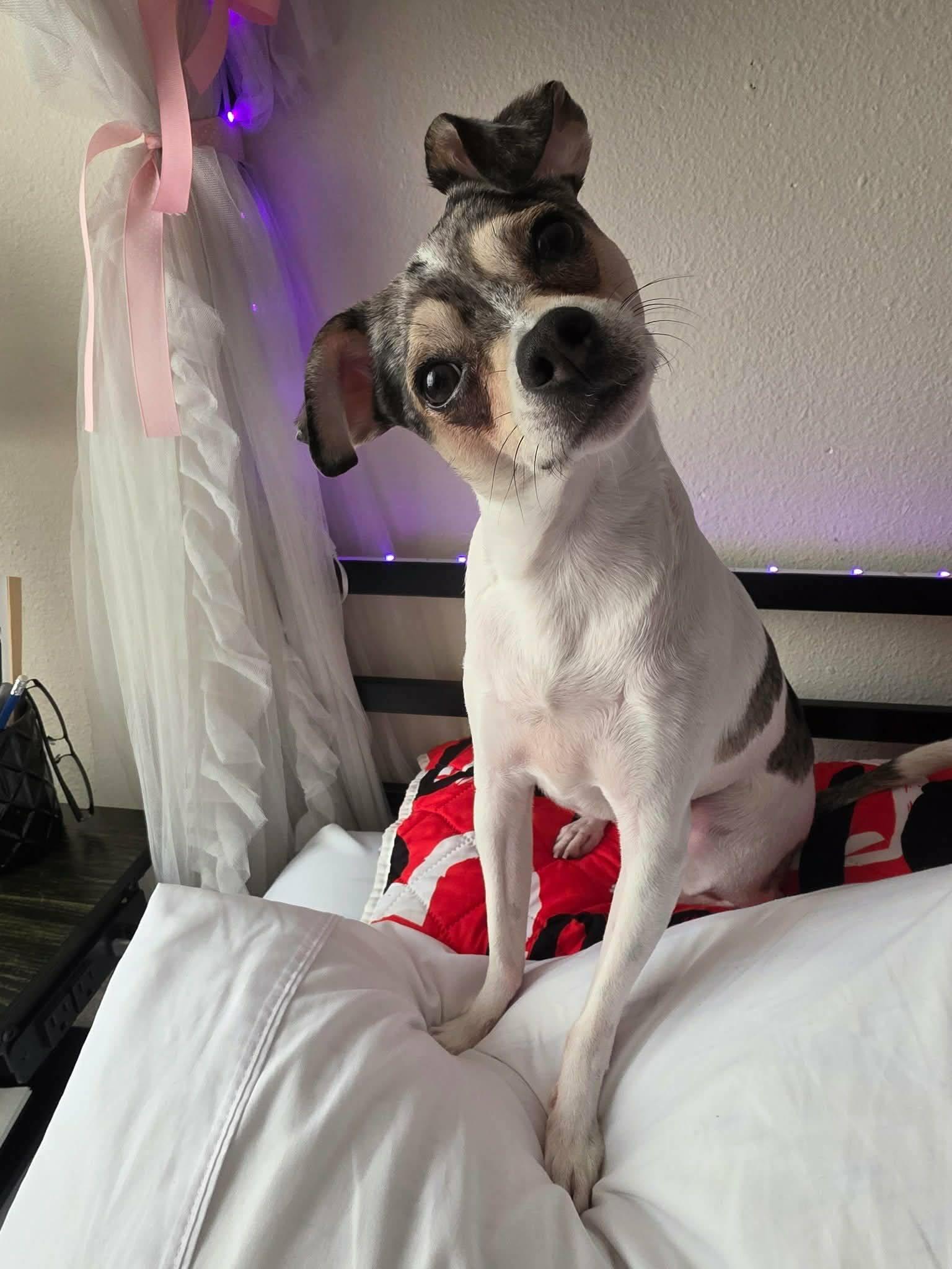 Enlarge Tito, a Adopted Chihuahua in Mukwonago, WI image 1/1