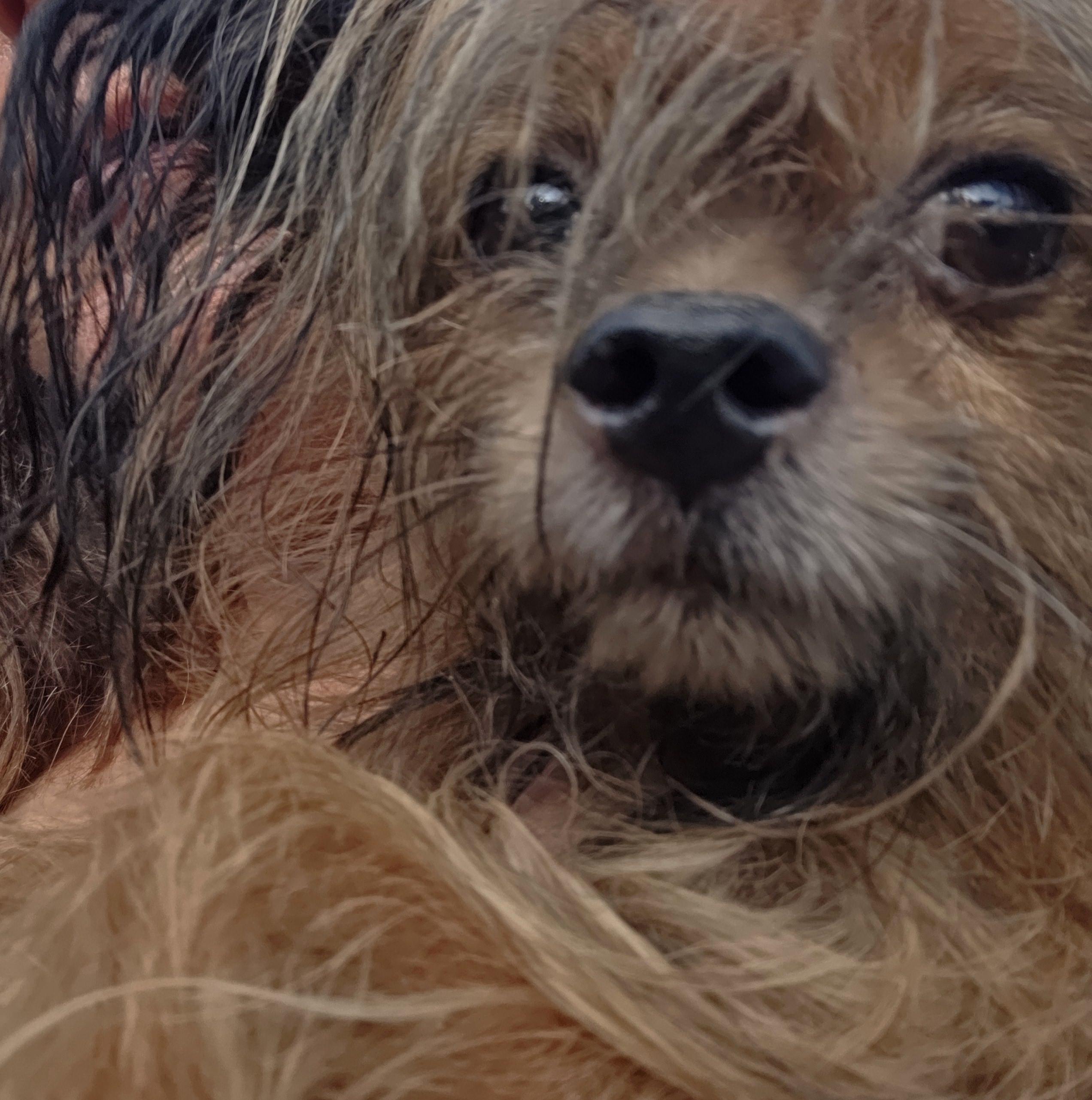 Enlarge Moe, a Adopted mixed breed in Boca Raton, FL image 1/1