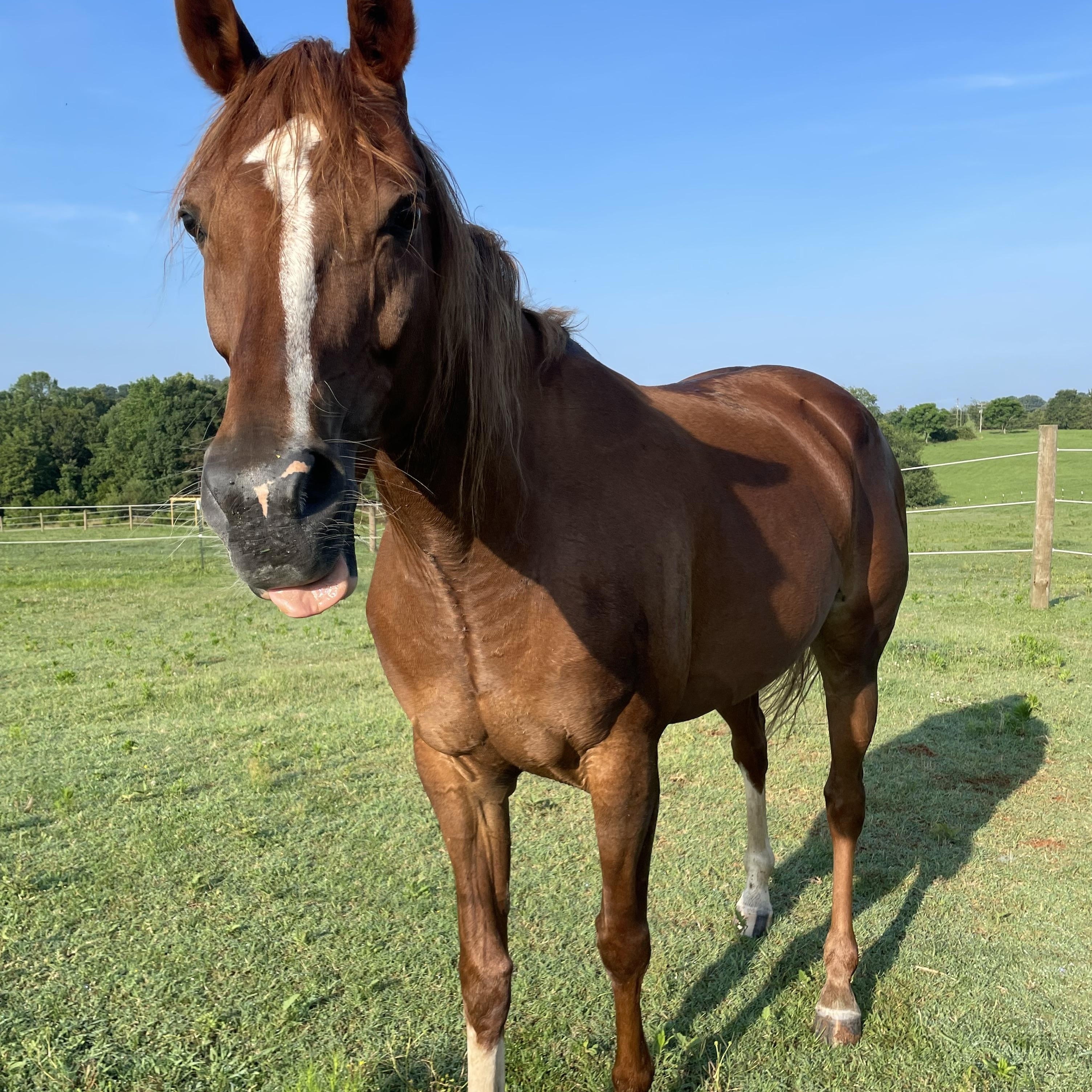 Eve, ADOPTABLE, Adult Female Arabian.
