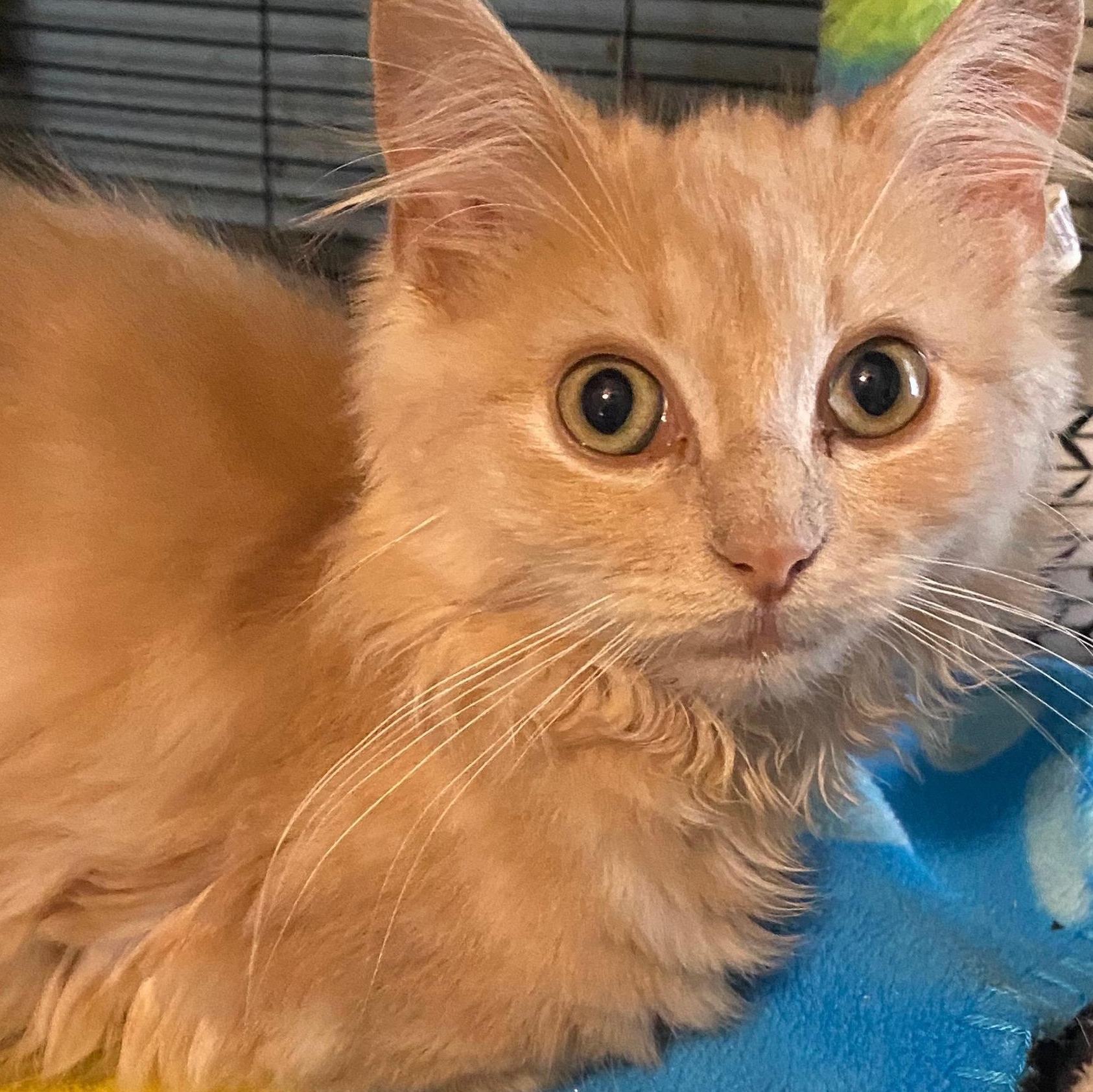 Charlie, ADOPTABLE, Kitten Male Domestic Long Hair.