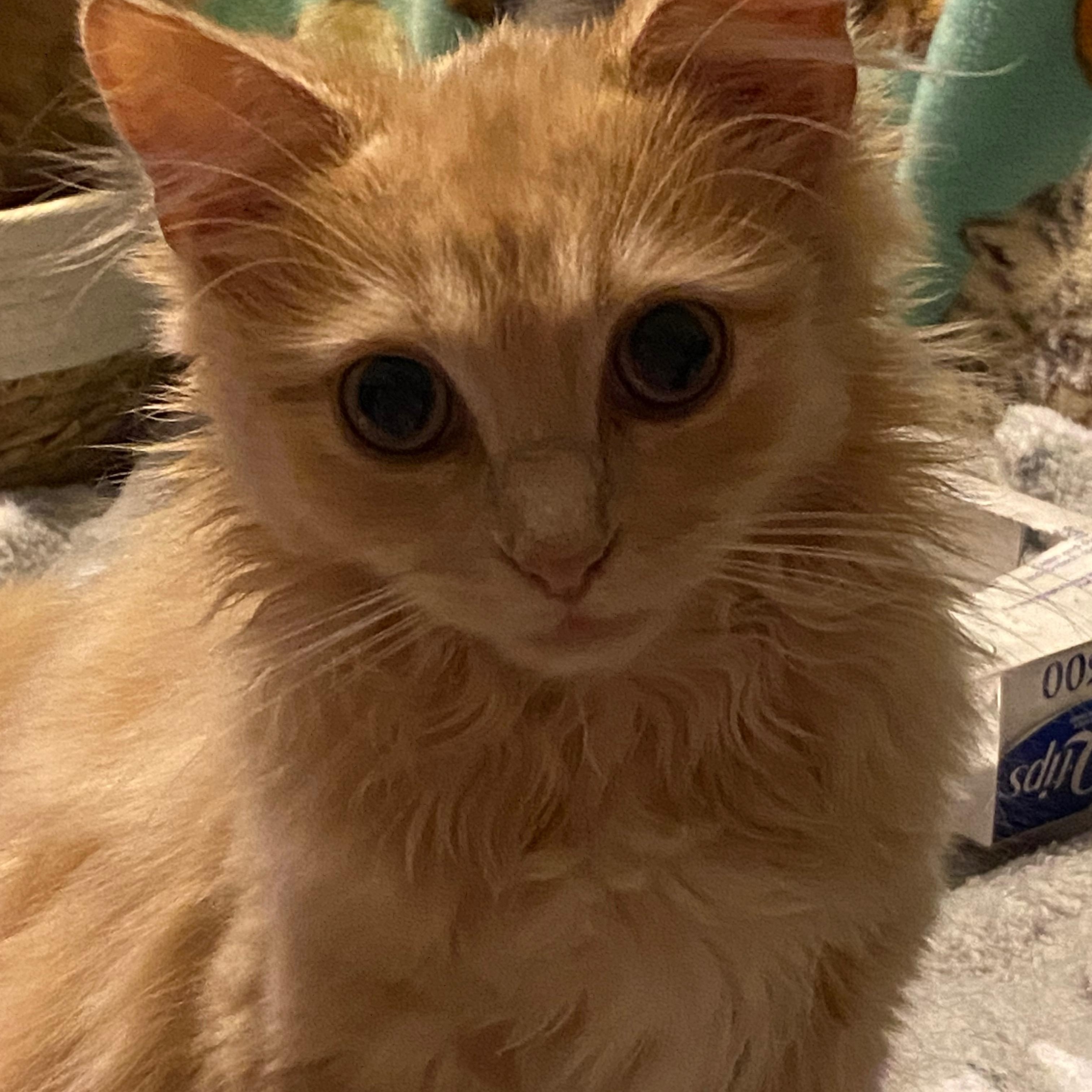 Enlarge Charlie, a ADOPTABLE Domestic Long Hair in Shelbyville, KY image 2/6