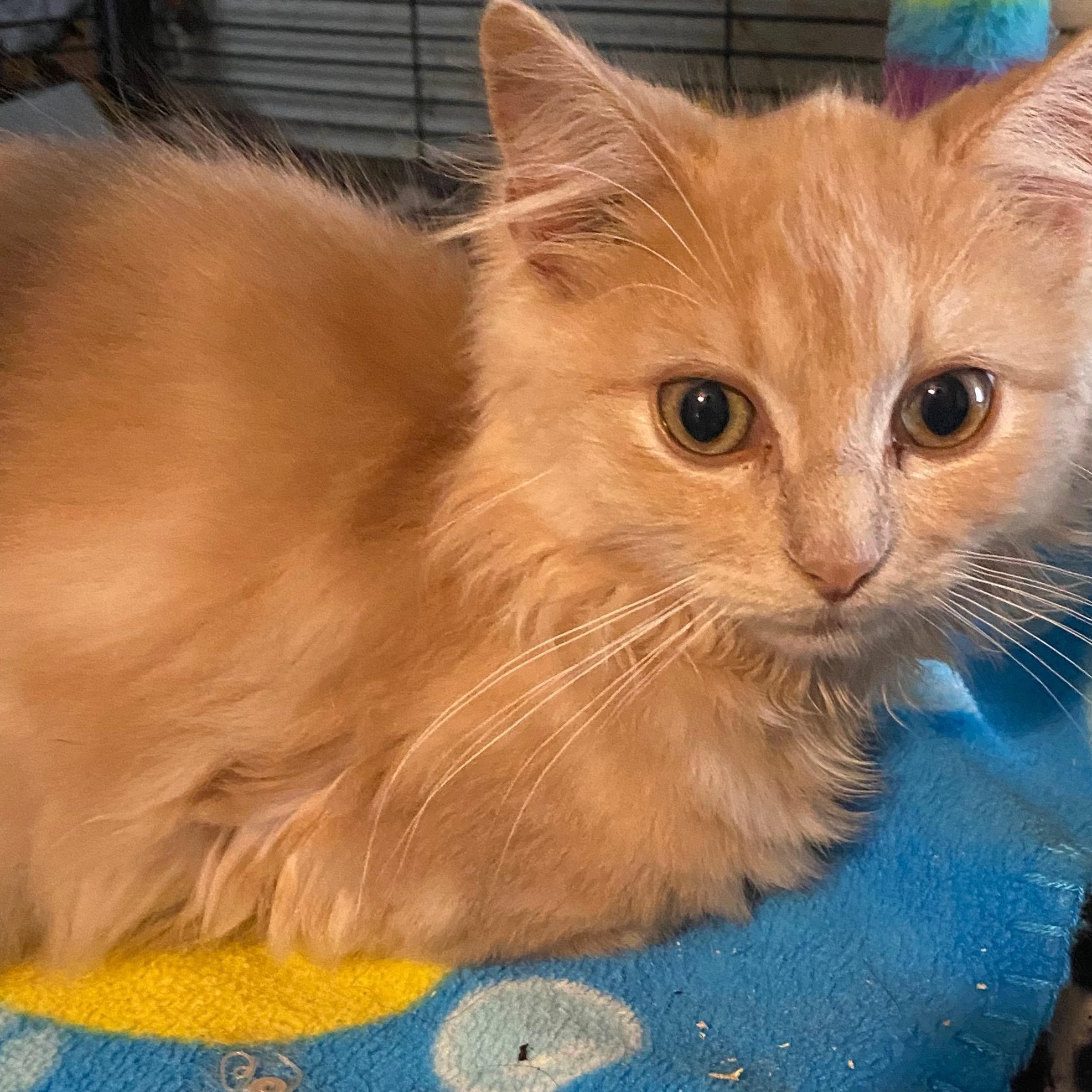 Enlarge Charlie, a ADOPTABLE Domestic Long Hair in Shelbyville, KY image 3/6