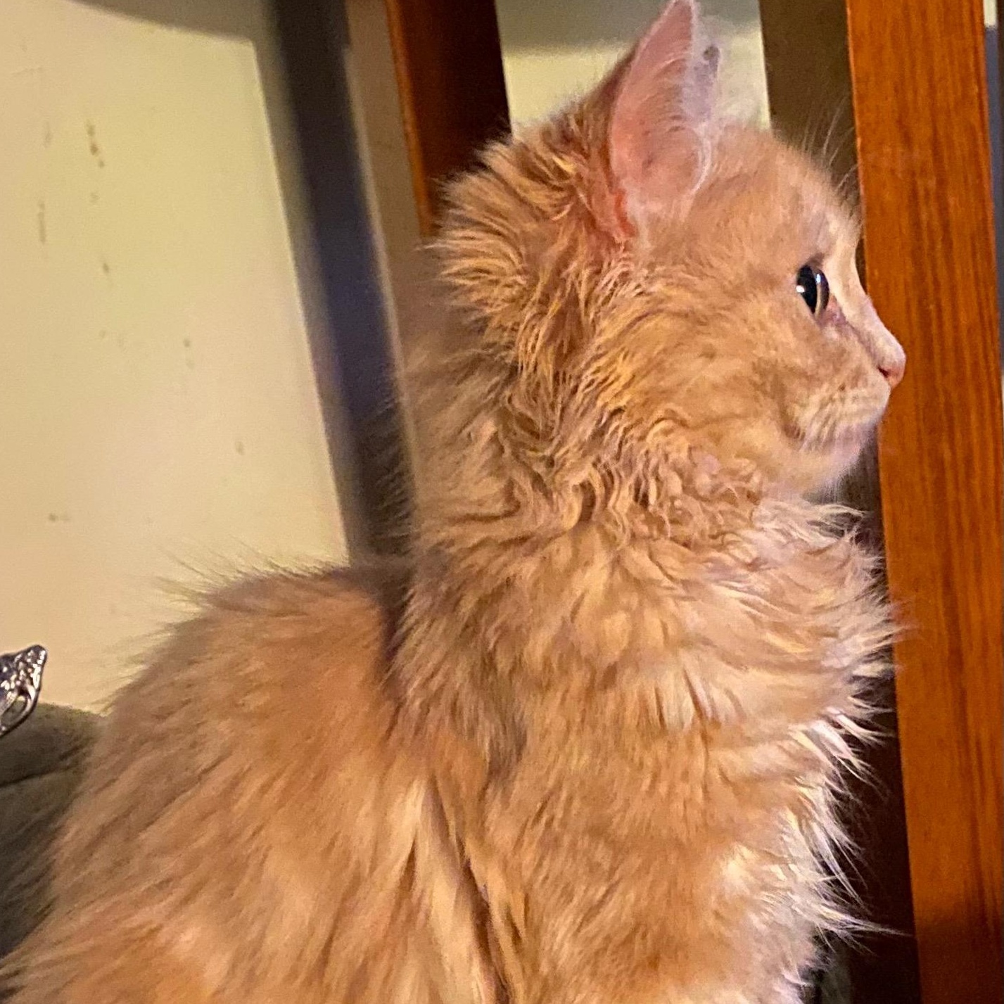 Enlarge Charlie, a ADOPTABLE Domestic Long Hair in Shelbyville, KY image 4/6