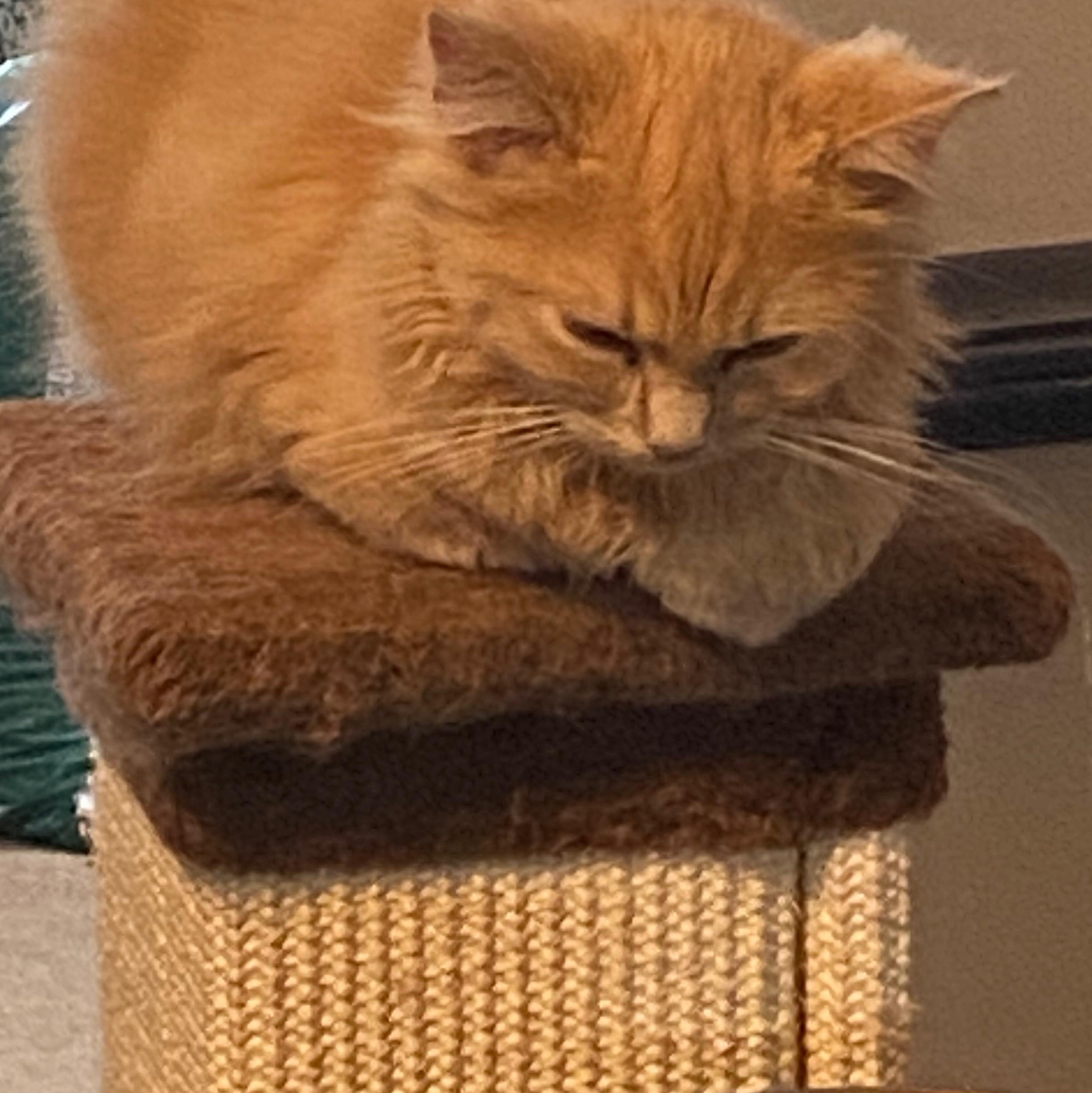 Enlarge Charlie, a ADOPTABLE Domestic Long Hair in Shelbyville, KY image 5/6