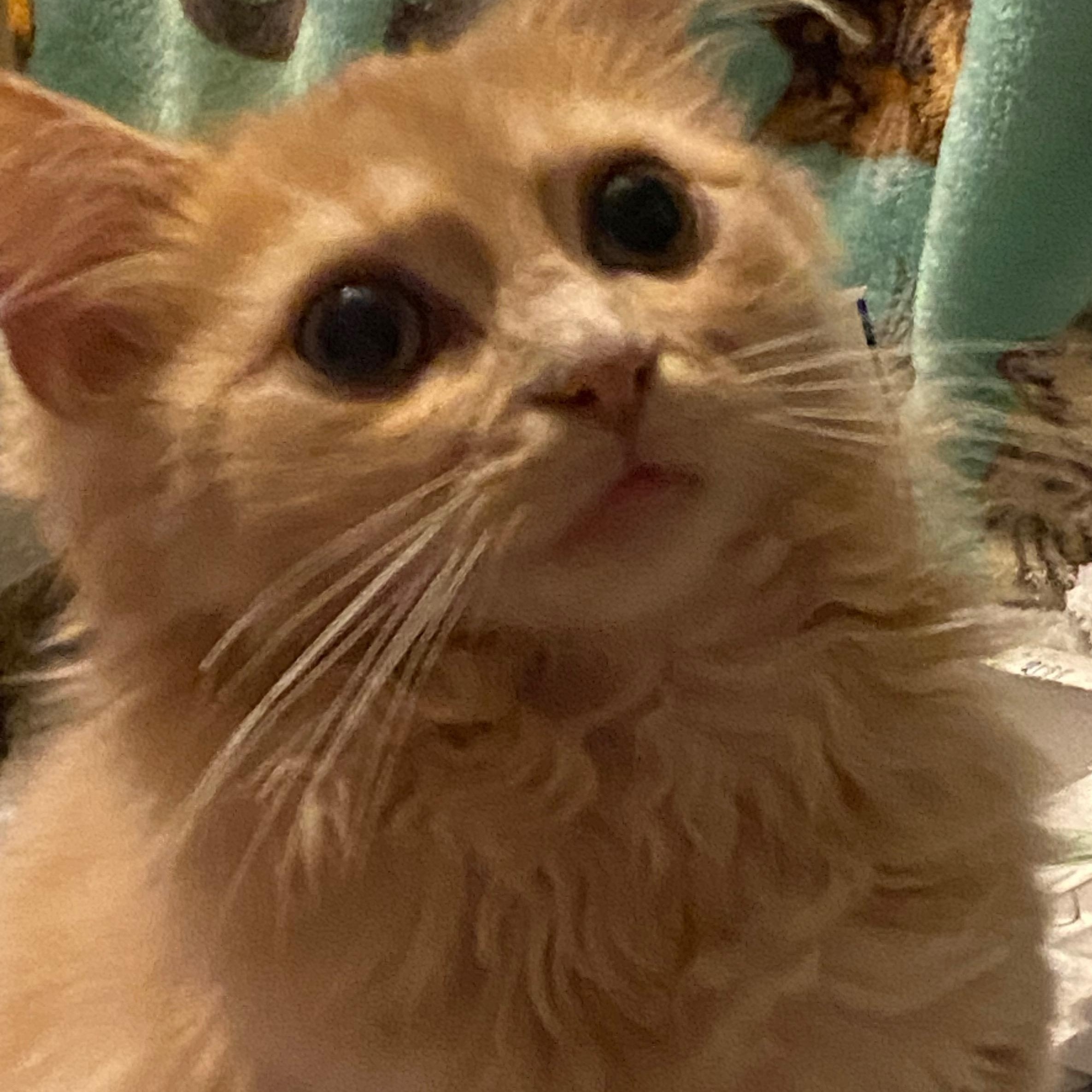 Enlarge Charlie, a ADOPTABLE Domestic Long Hair in Shelbyville, KY image 6/6