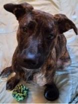 Enlarge THEO, a ADOPTABLE mixed breed in West Milton, OH image 1/3