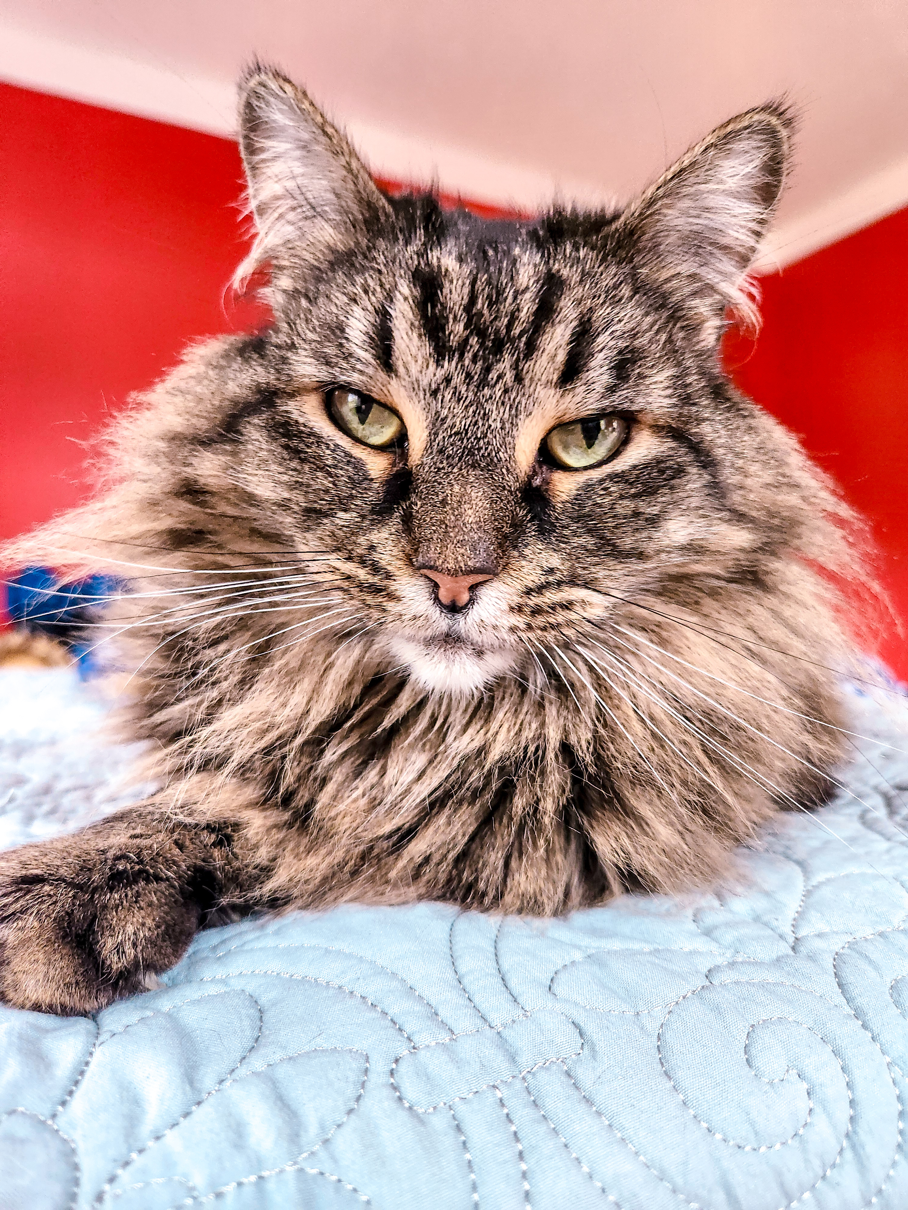 Sasha (Bonded with Buddy), Adoptable, Senior Female Domestic Long Hair.