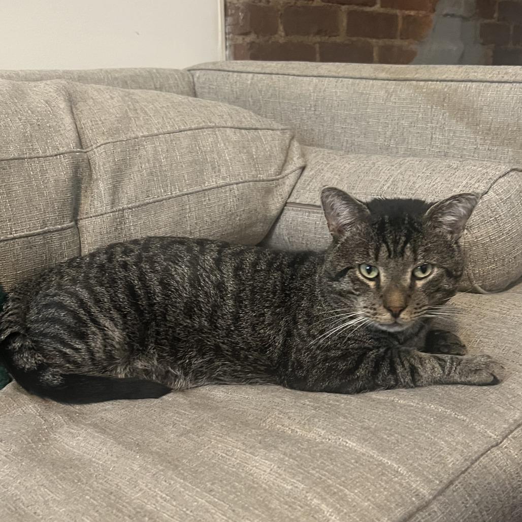 Enlarge Rum Tum Tugger, a Adoptable Domestic Short Hair in New York, NY image 1/6