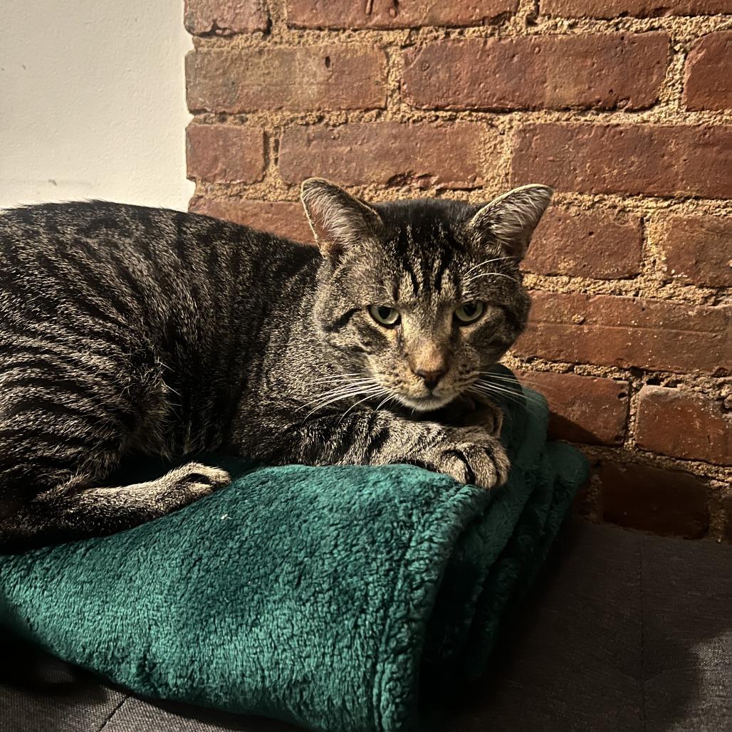 Enlarge Rum Tum Tugger, a Adoptable Domestic Short Hair in New York, NY image 2/6