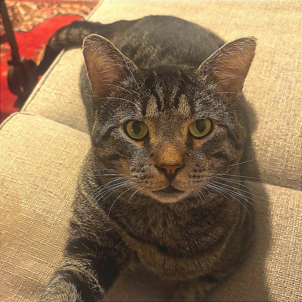 Enlarge Rum Tum Tugger, a Adoptable Domestic Short Hair in New York, NY image 4/6