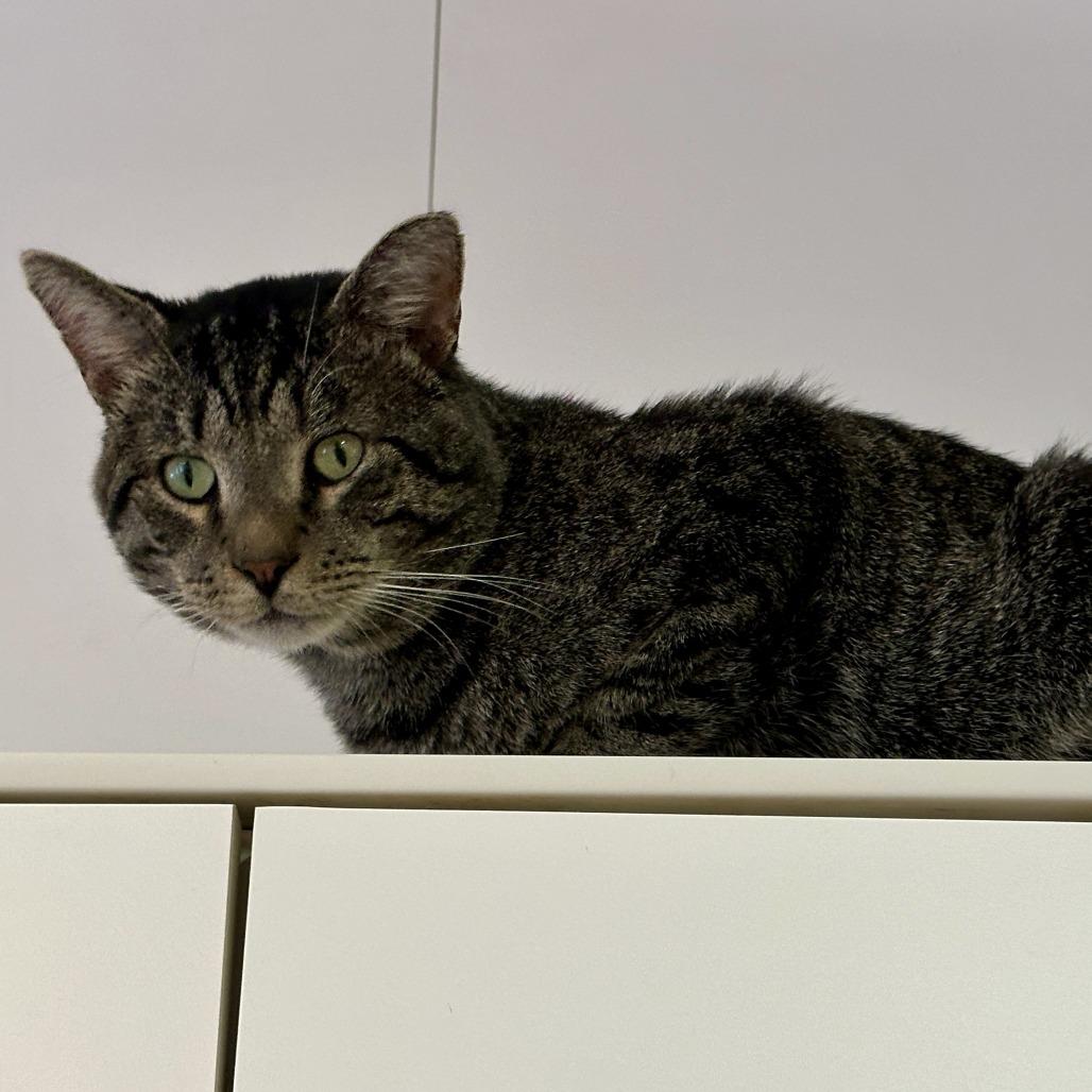 Enlarge Rum Tum Tugger, a Adoptable Domestic Short Hair in New York, NY image 5/6