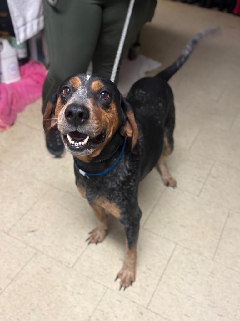 Dino-Saur, Adoptable, Adult Male Bluetick Coonhound.