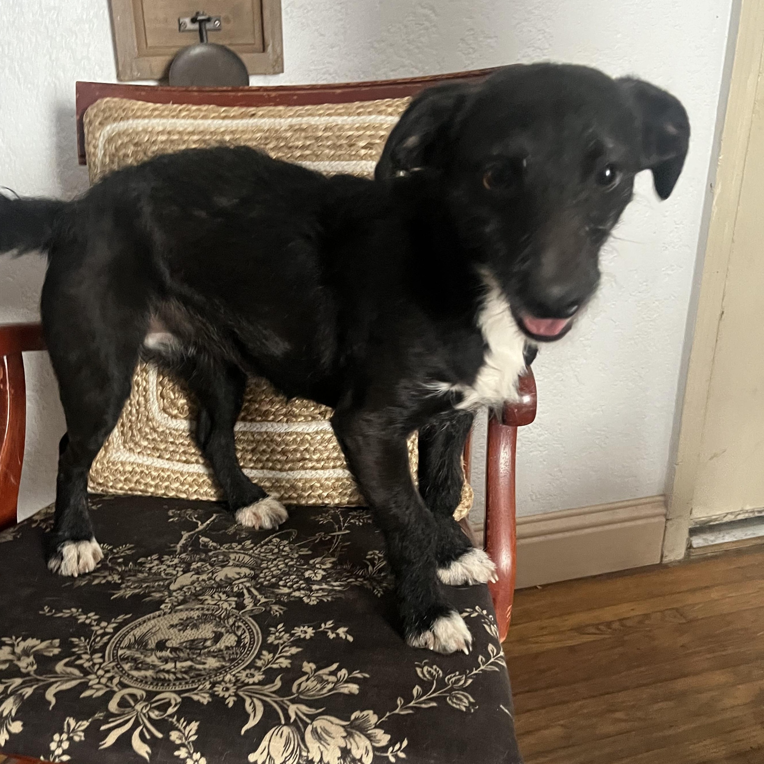 Tanner, Young Female Wirehaired Terrier