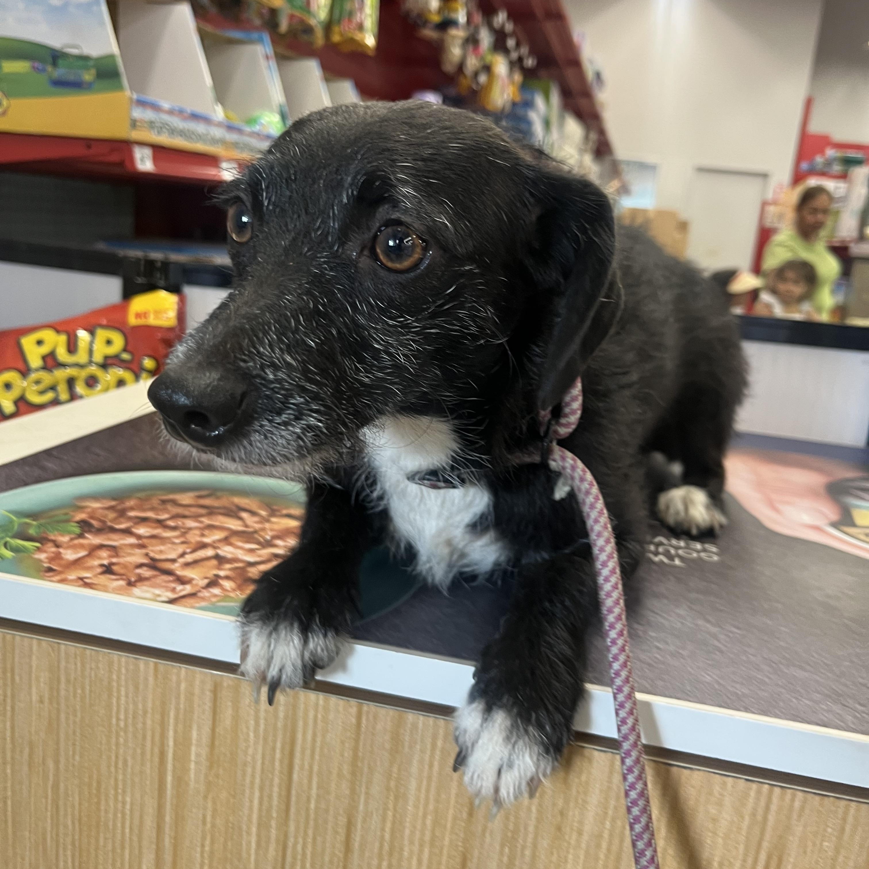 Enlarge Tanner, a Adoptable mixed breed in Bakersfield, CA image 2/4