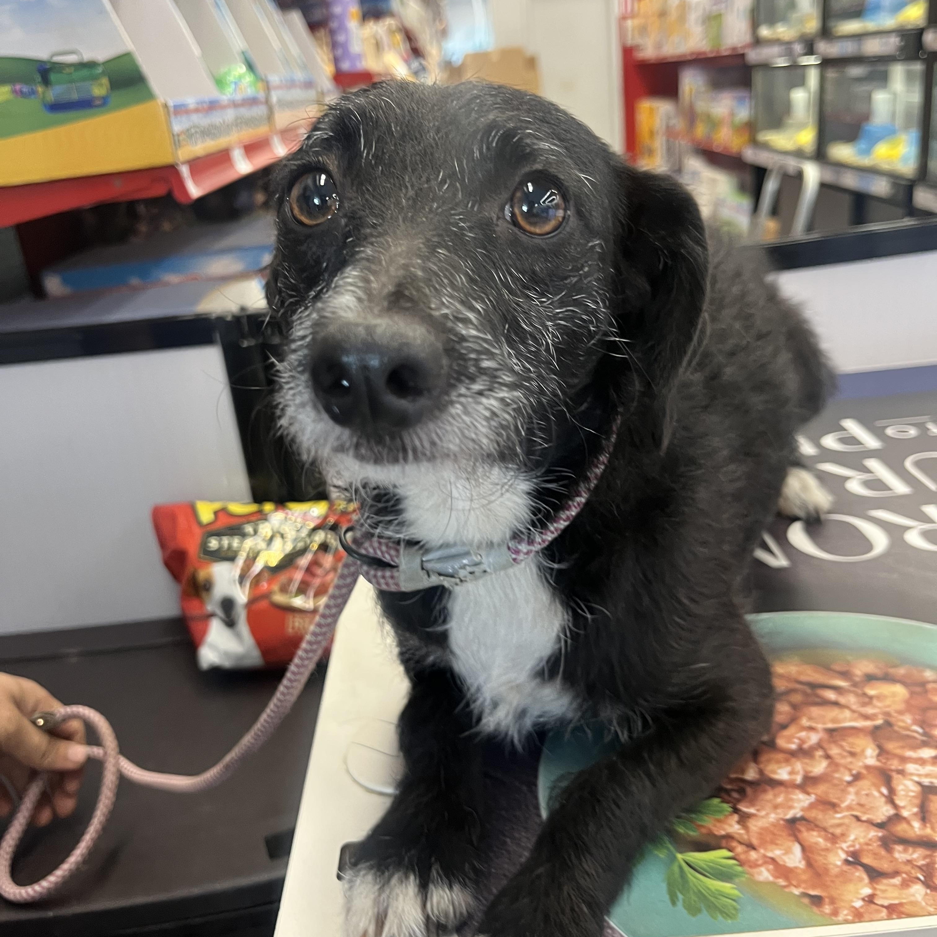 Enlarge Tanner, a Adoptable mixed breed in Bakersfield, CA image 3/4