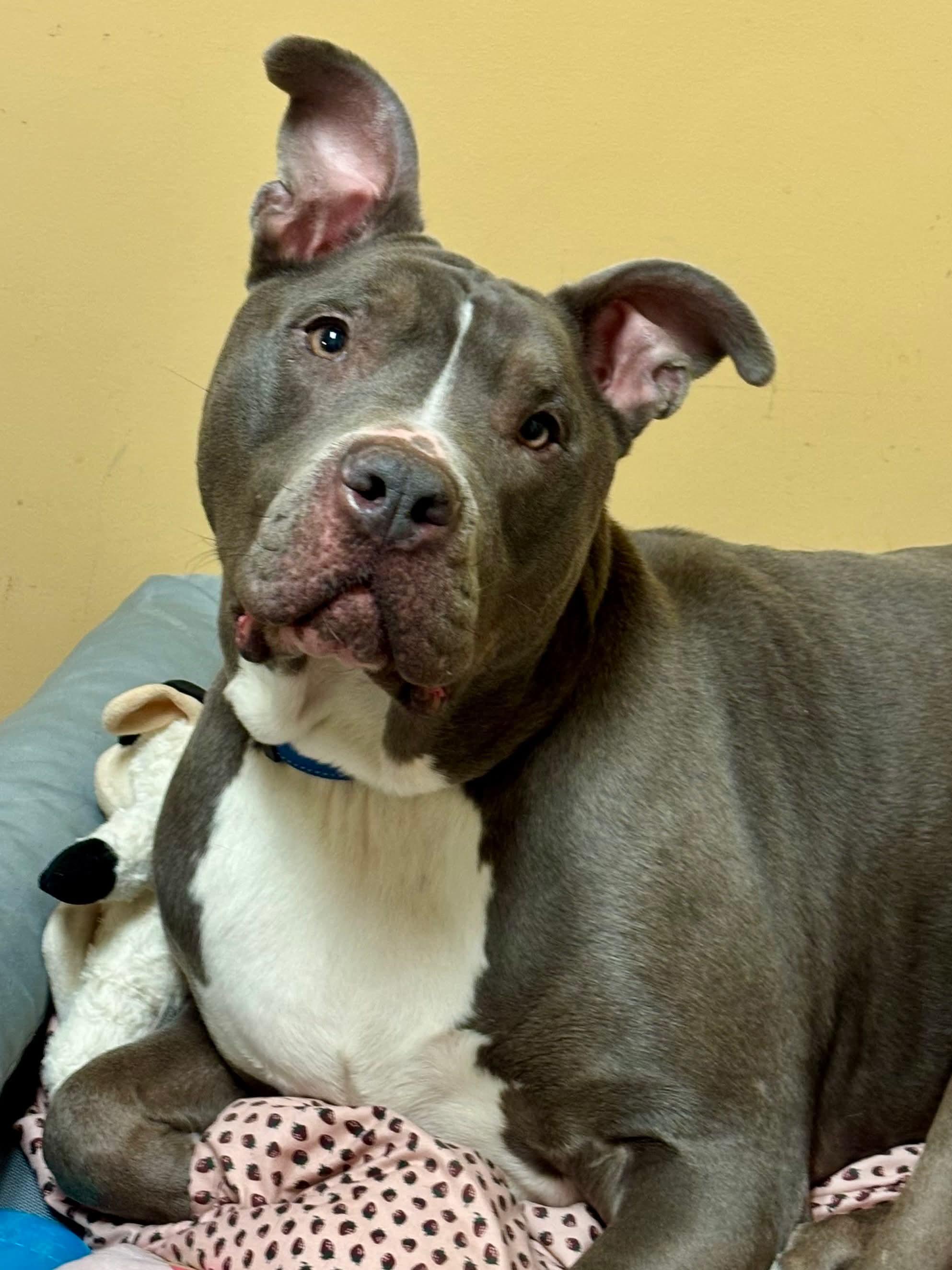 Lotta, Adoptable, Adult Male Pit Bull Terrier.