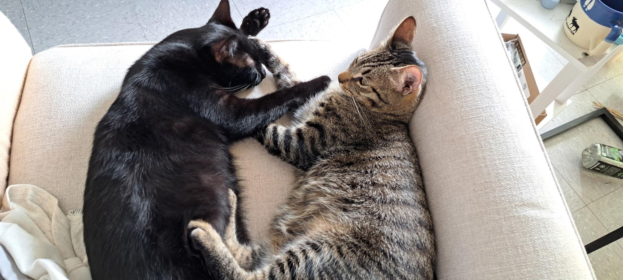 Mario, a ADOPTABLE Domestic Short Hair in Honolulu, HI image 3/6