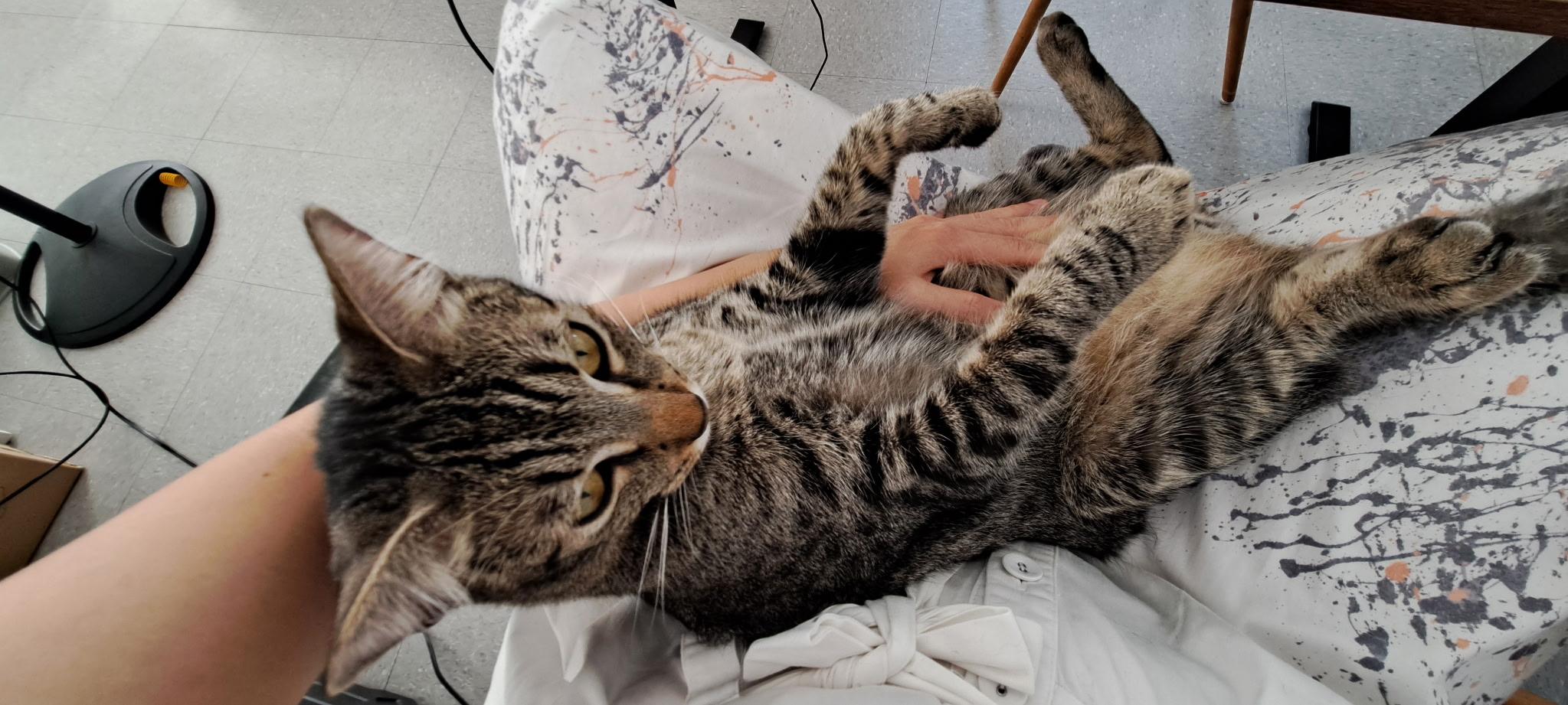 Mario, a ADOPTABLE Domestic Short Hair in Honolulu, HI image 6/6