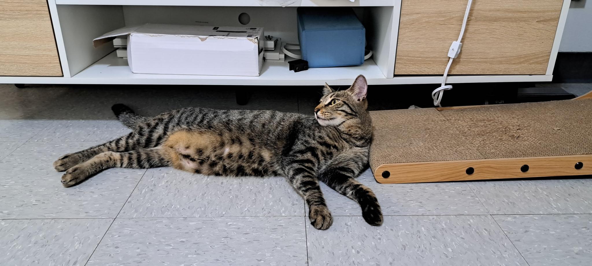 Mario, a ADOPTABLE Domestic Short Hair in Honolulu, HI image 2/6