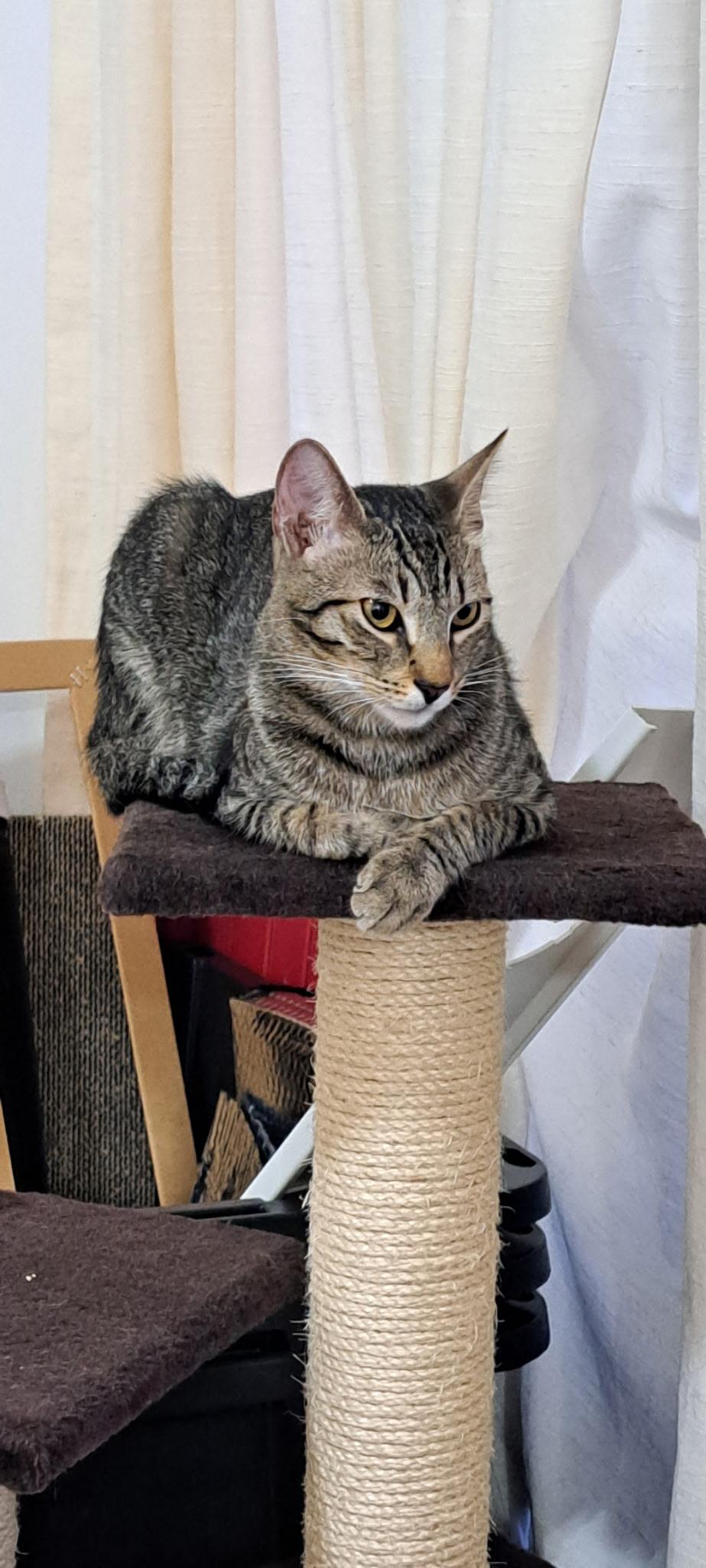 Mario, a ADOPTABLE Domestic Short Hair in Honolulu, HI image 4/6