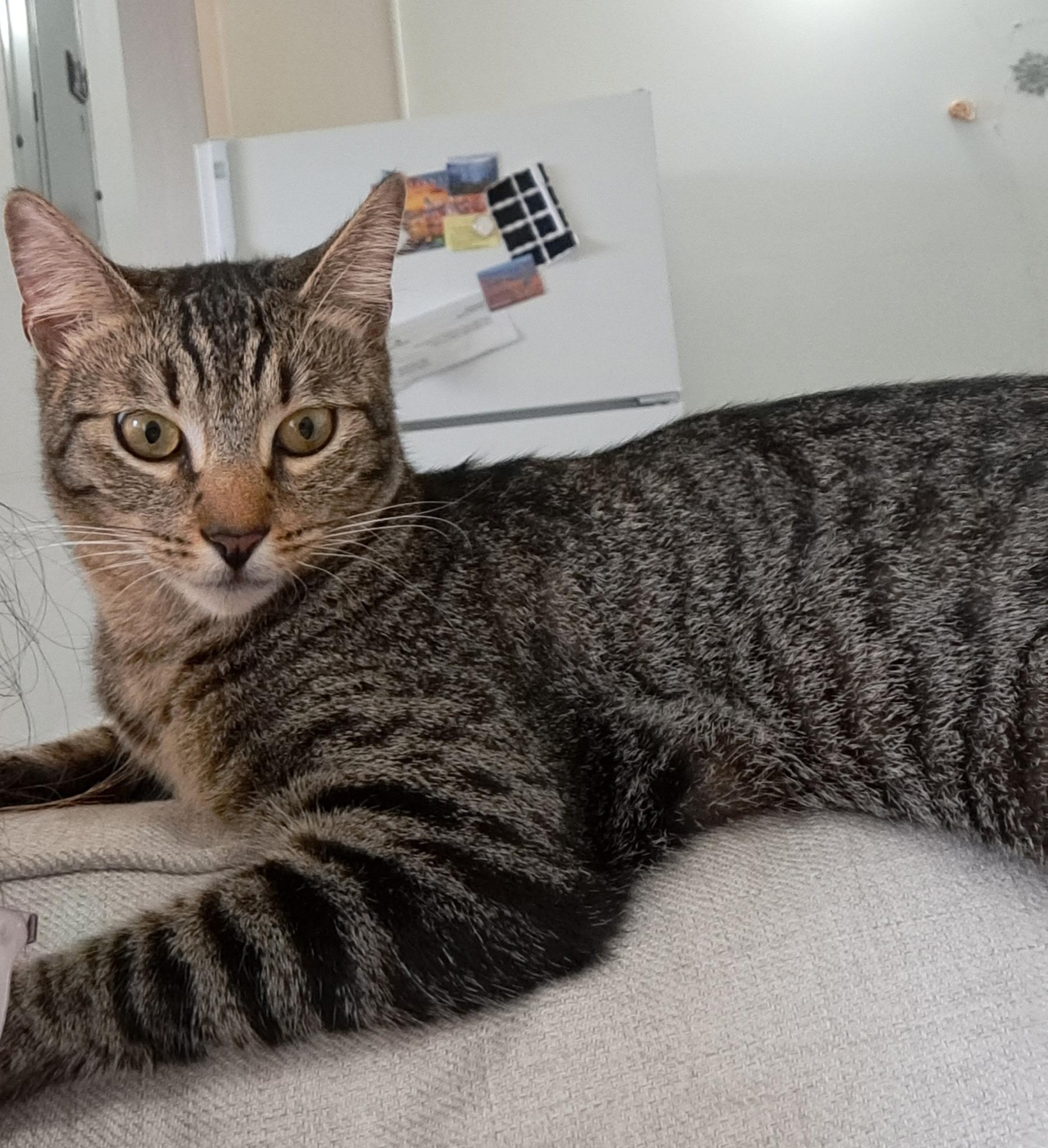 Mario, a ADOPTABLE Domestic Short Hair in Honolulu, HI image 5/6