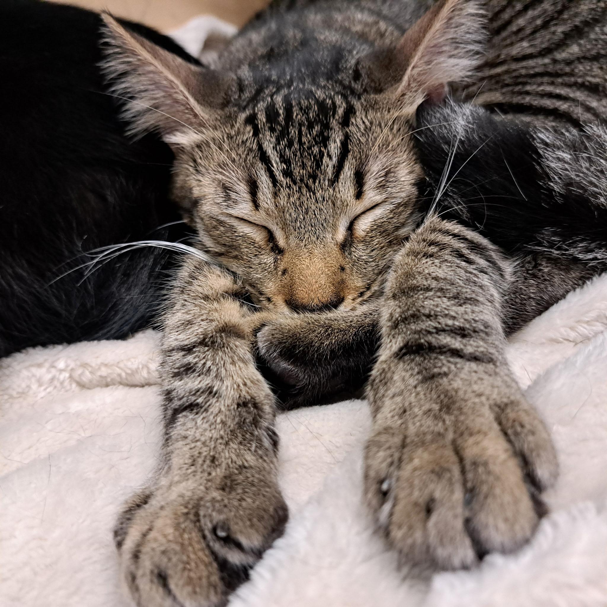 Mario, ADOPTABLE, Young Male Domestic Short Hair.